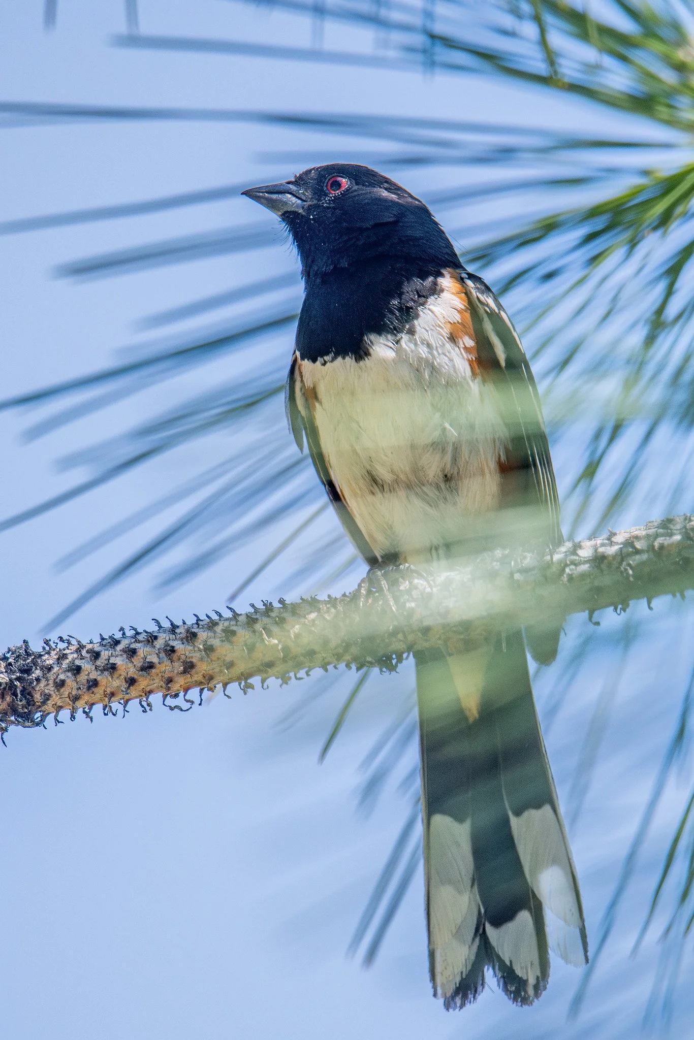 Spotted Towhee (Pipilo maculatus)