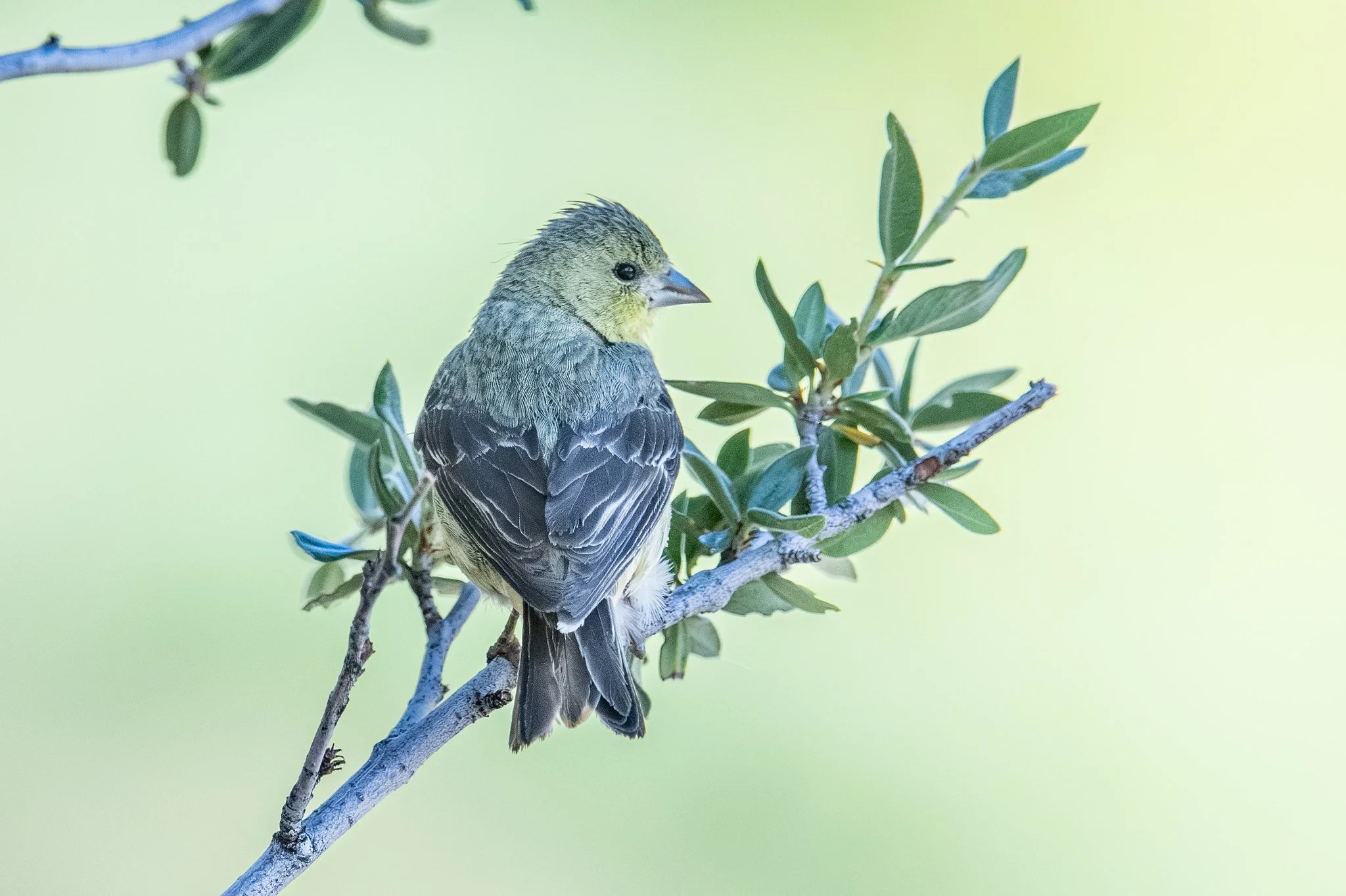 Lesser Goldfinch (Spinus psaltria)