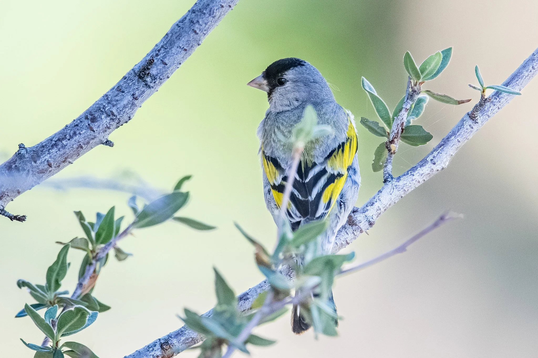 Lawrence's Goldfinch (Spinus lawrencei)