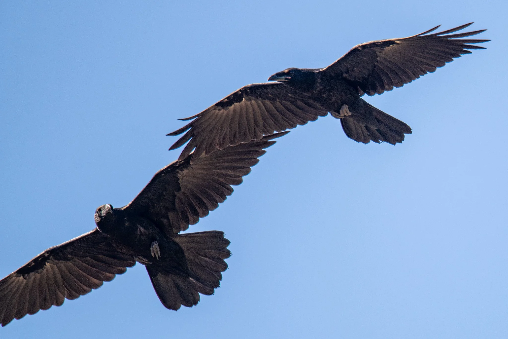 Common Raven (Corvus corax)
