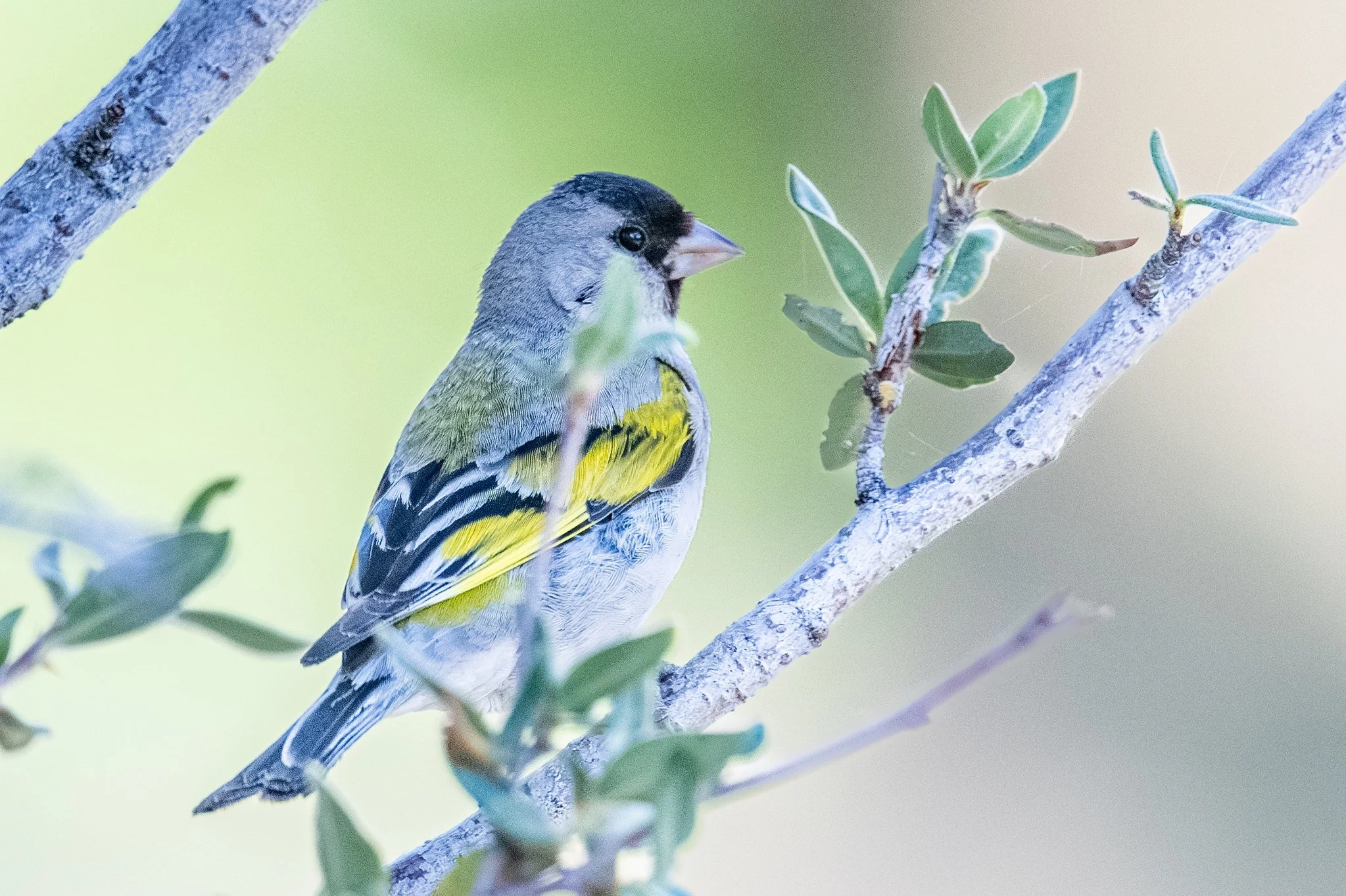 Lawrence's Goldfinch (Spinus lawrencei)