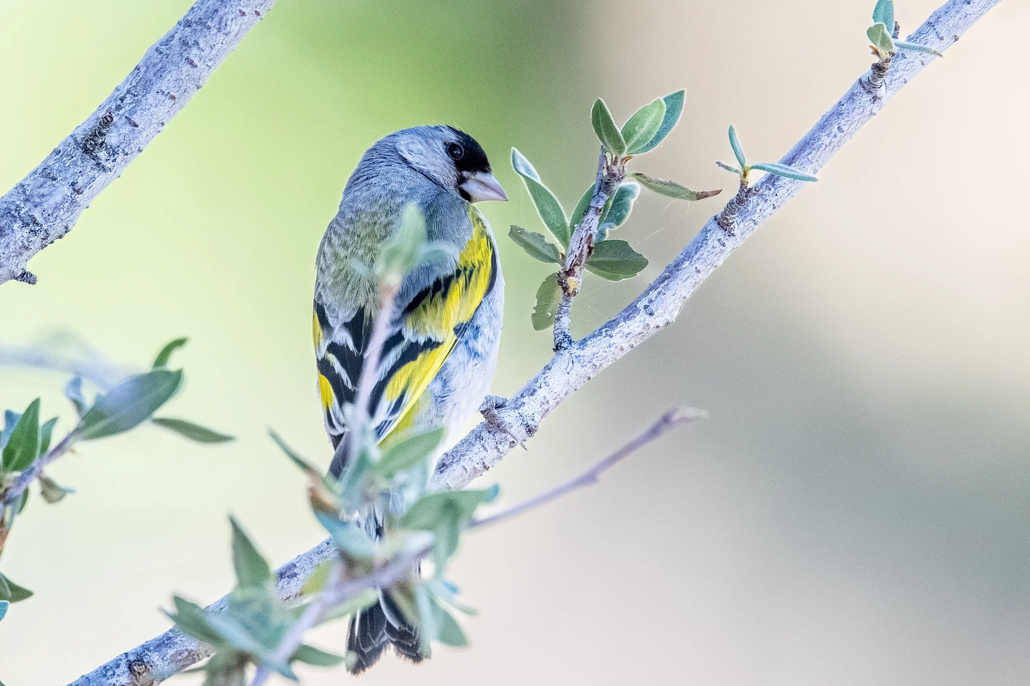 Lawrence's Goldfinch (Spinus lawrencei)
