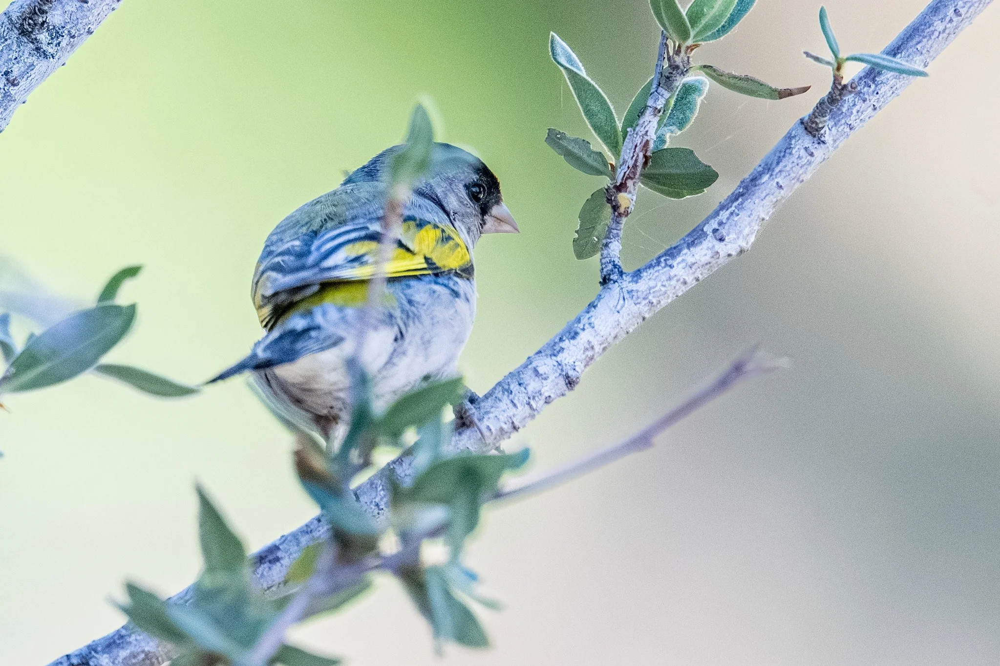 Lawrence's Goldfinch (Spinus lawrencei)