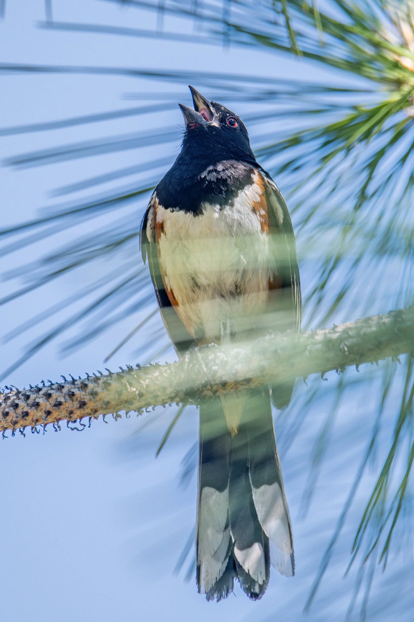 Spotted Towhee (Pipilo maculatus)
