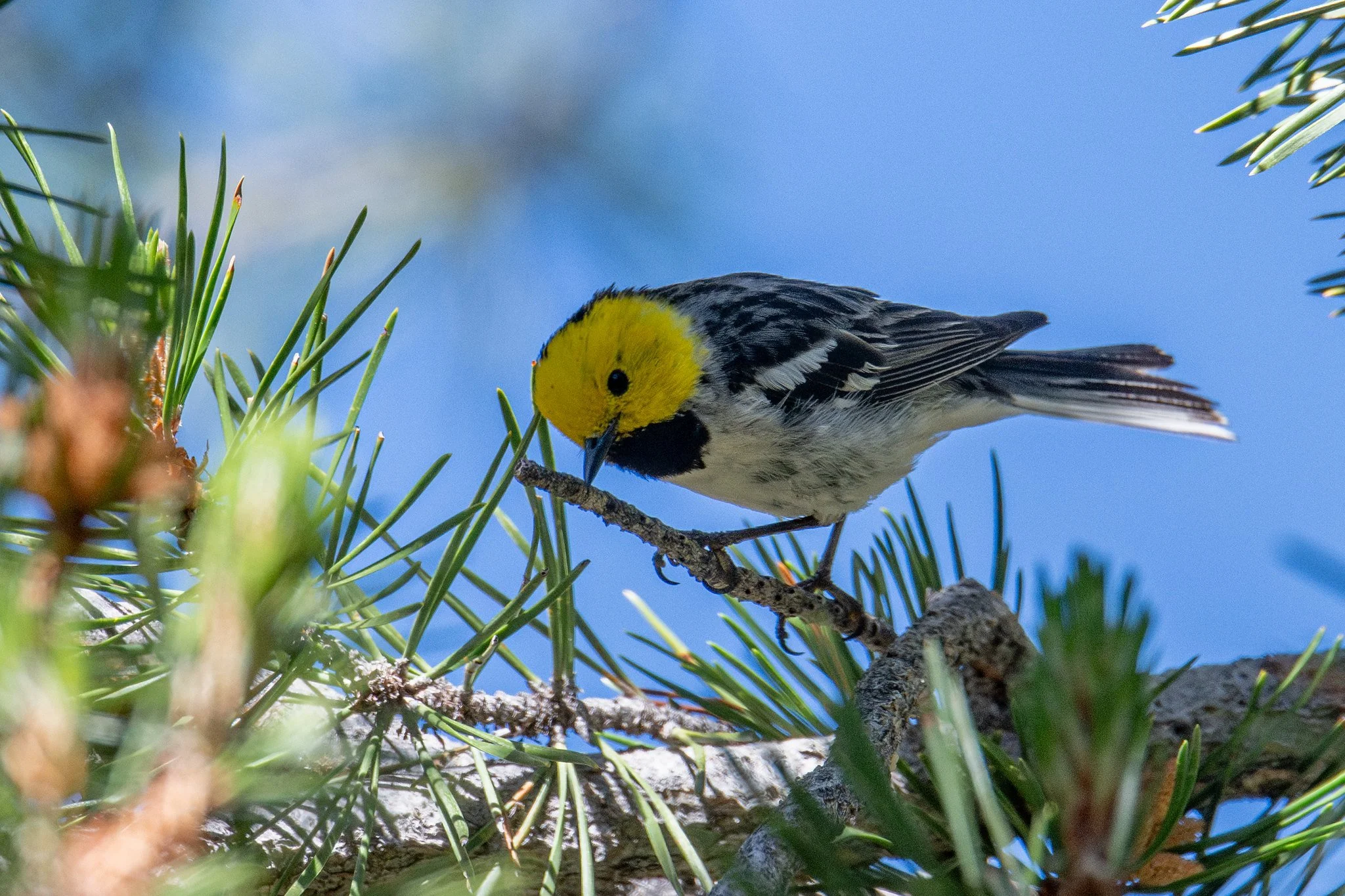 Hermit Warbler (Setophaga occidentalis)