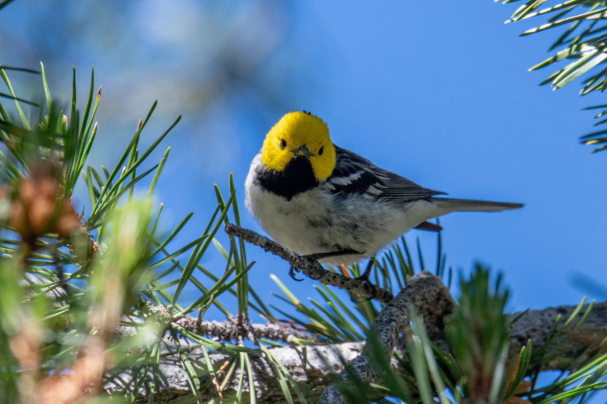 Hermit Warbler (Setophaga occidentalis)
