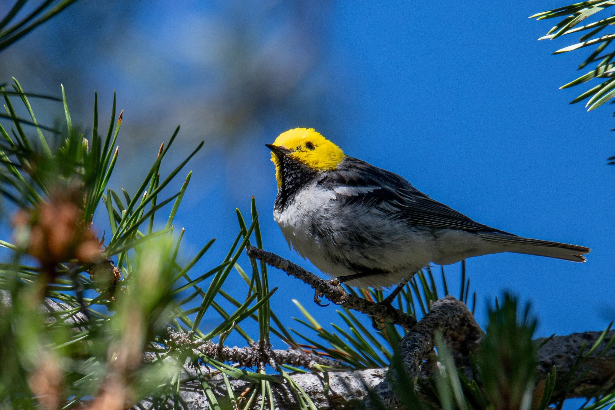 Hermit Warbler (Setophaga occidentalis)