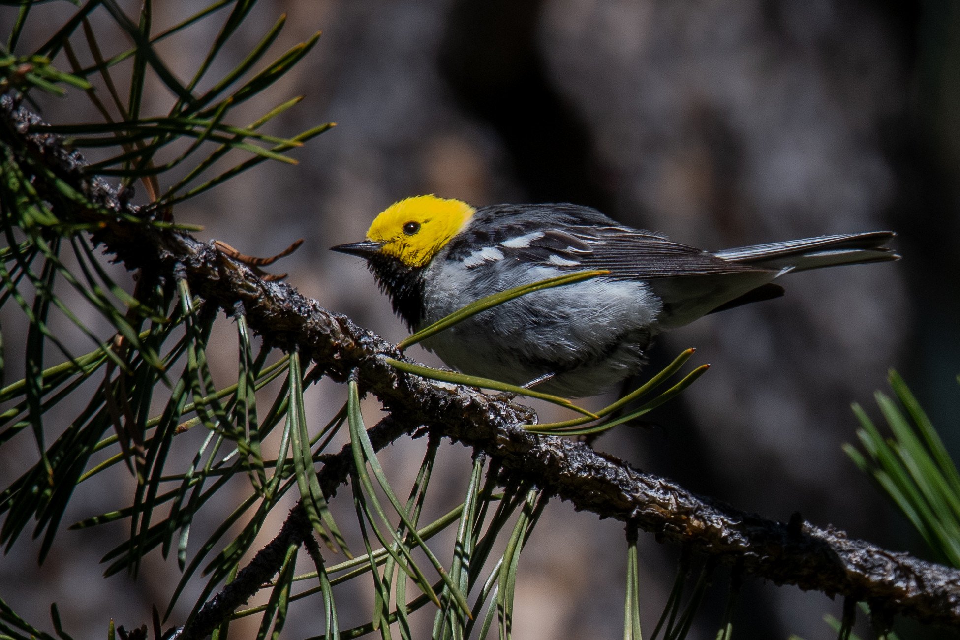 Hermit Warbler (Setophaga occidentalis)