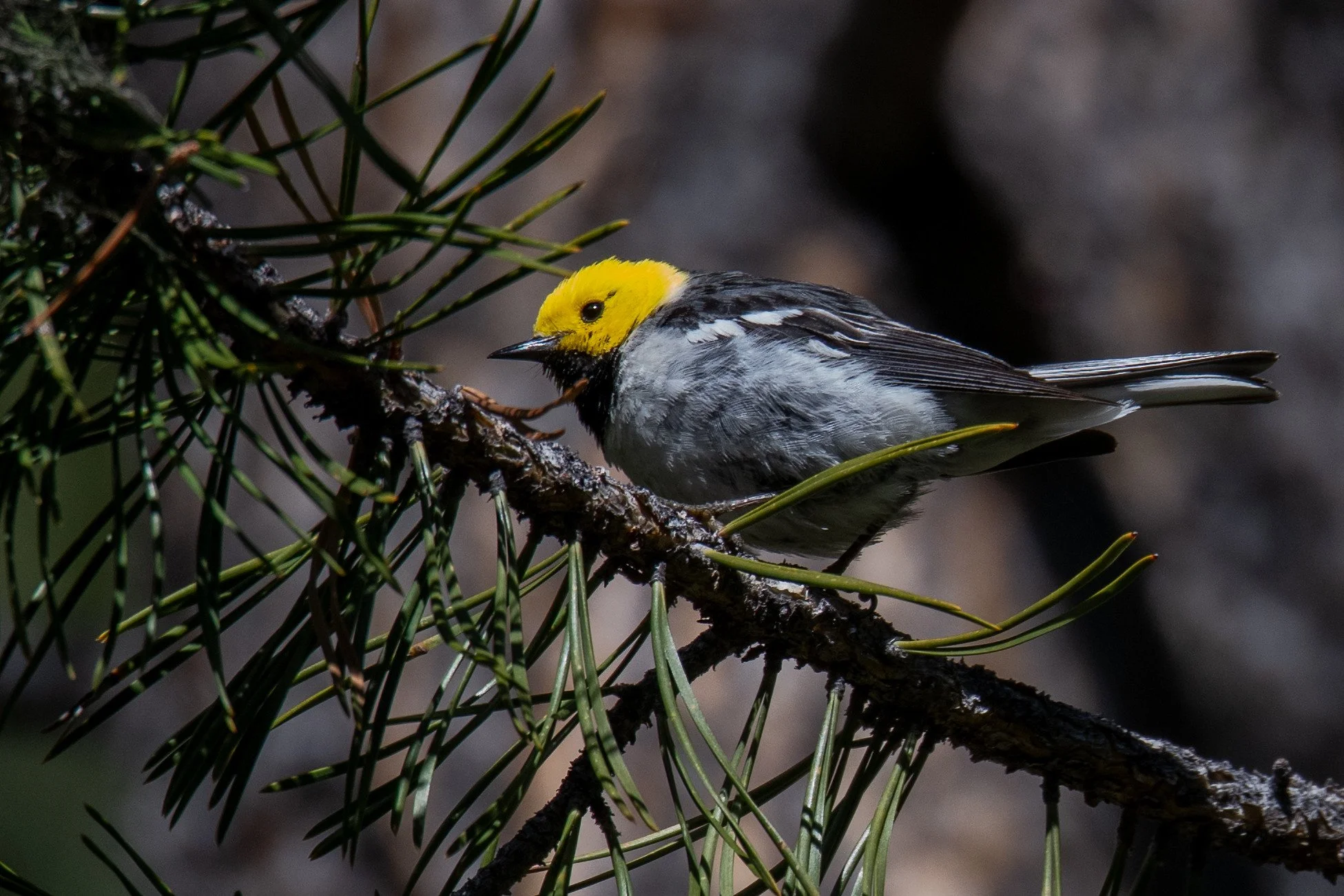 Hermit Warbler (Setophaga occidentalis)