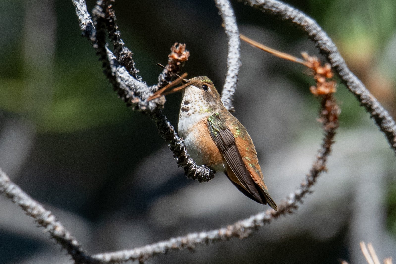Rufous Hummingbird (Selasphorus rufus)