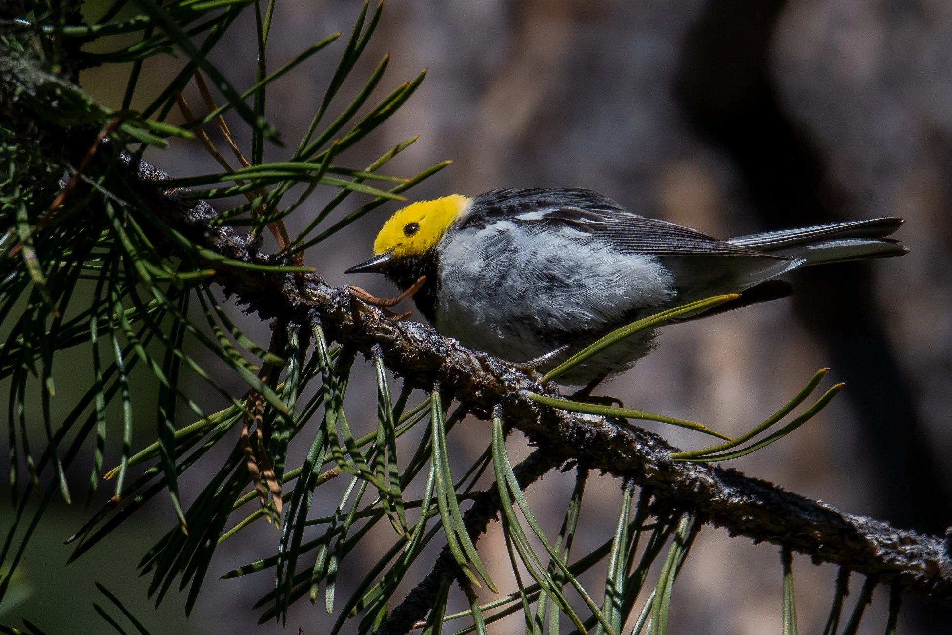 Hermit Warbler (Setophaga occidentalis)