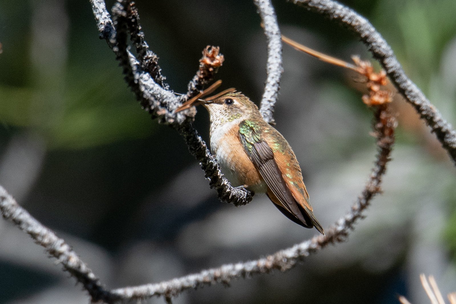 Rufous Hummingbird (Selasphorus rufus)