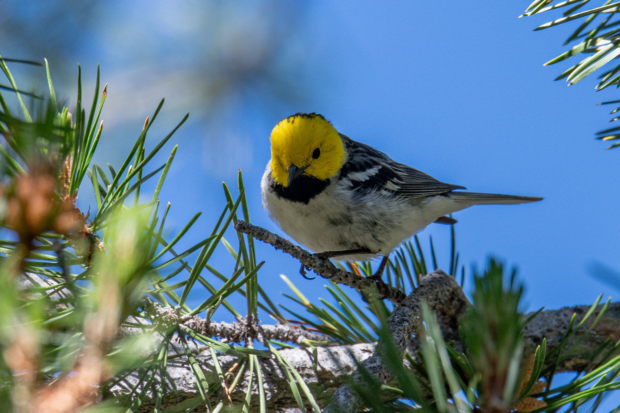 Hermit Warbler (Setophaga occidentalis)