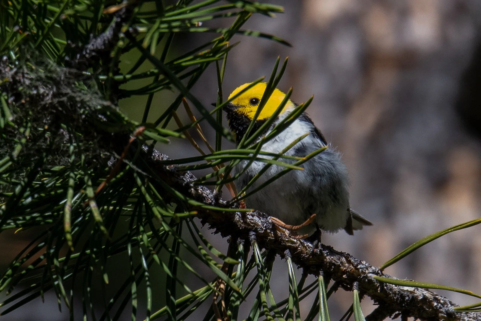 Hermit Warbler (Setophaga occidentalis)