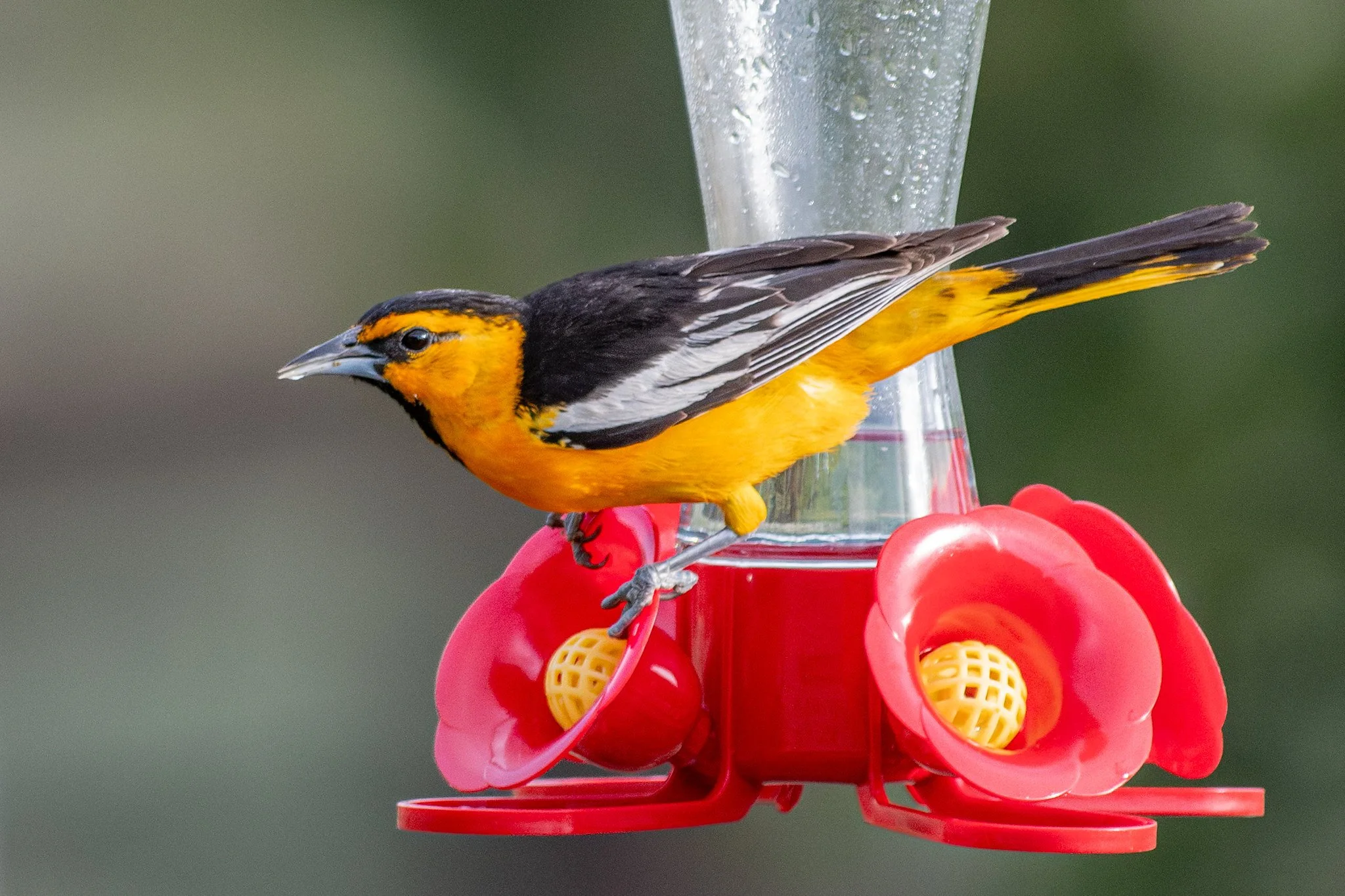 Bullock's Oriole (Icterus bullockii)