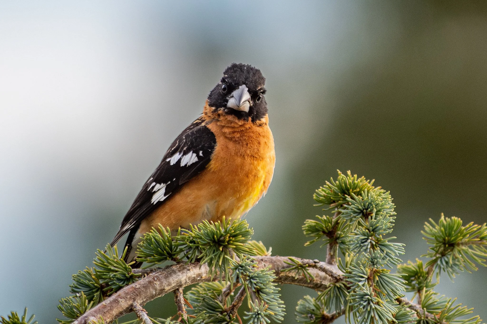 Black-headed Grosbeak (Pheucticus melanocephalus)