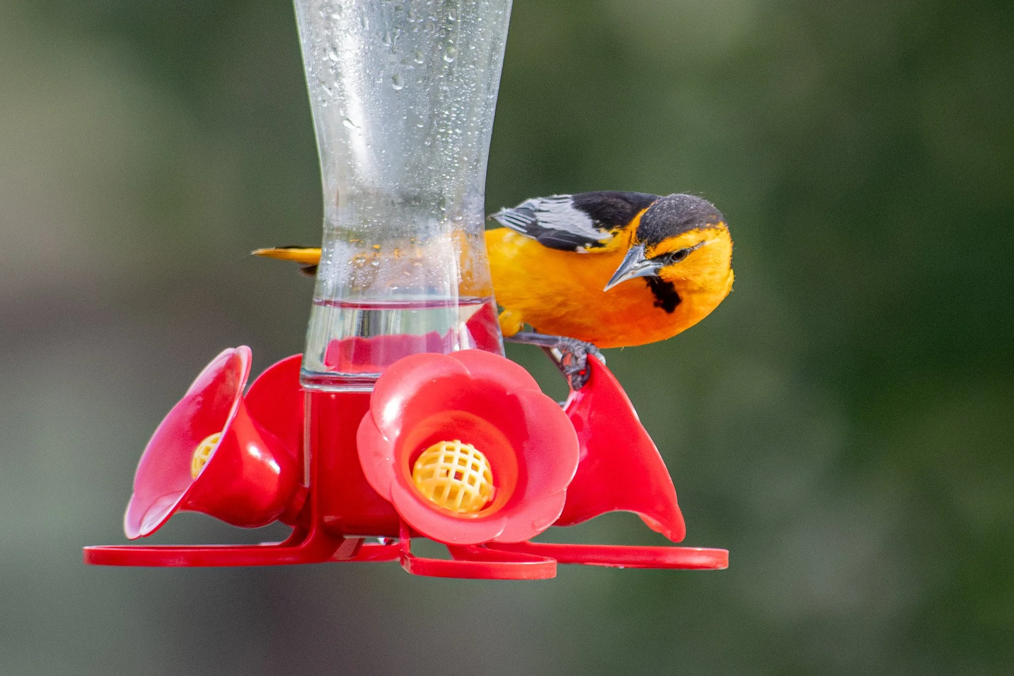 Bullock's Oriole (Icterus bullockii)