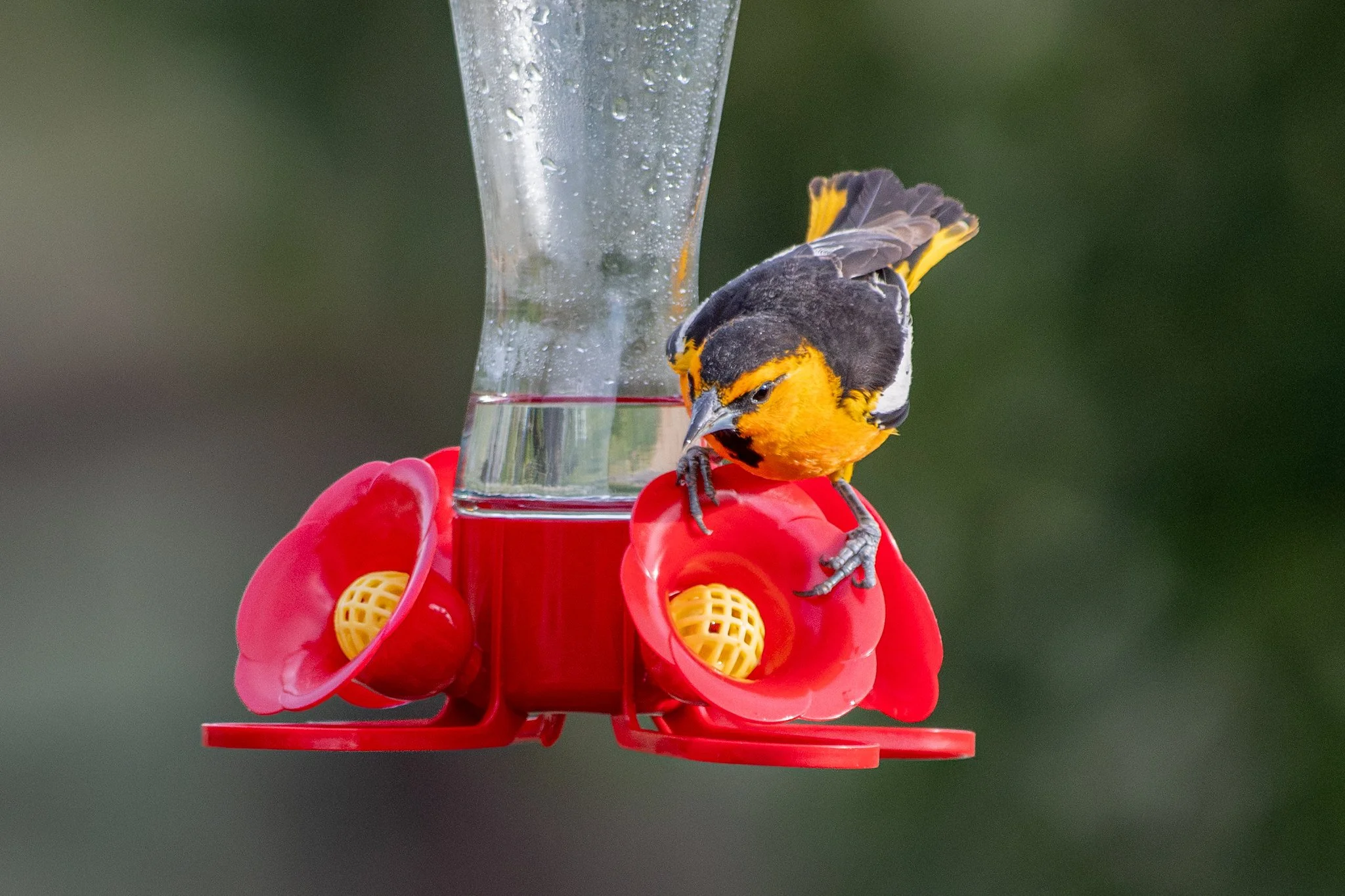 Bullock's Oriole (Icterus bullockii)