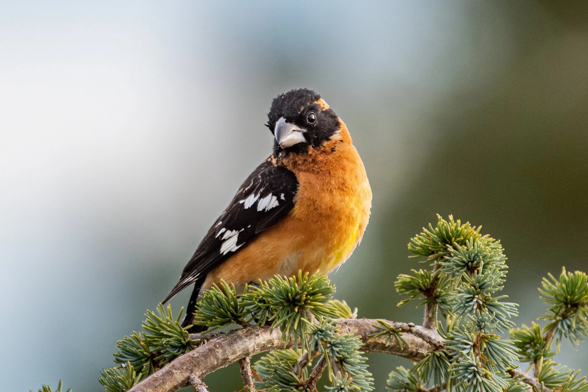 Black-headed Grosbeak (Pheucticus melanocephalus)