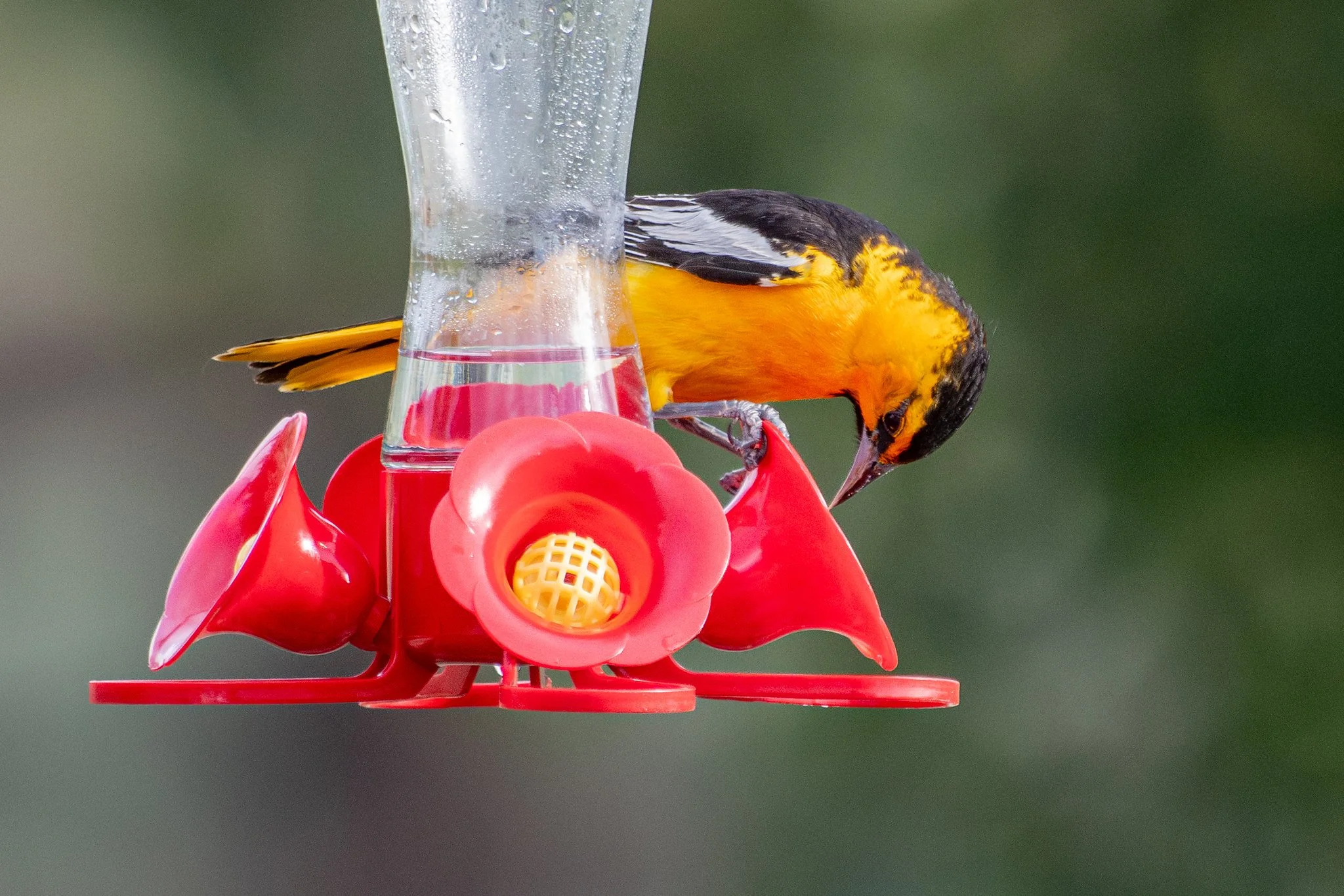 Bullock's Oriole (Icterus bullockii)