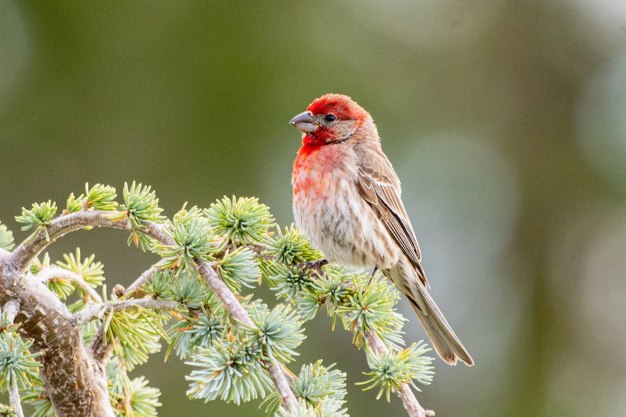 House Finch (Haemorhous mexicanus)