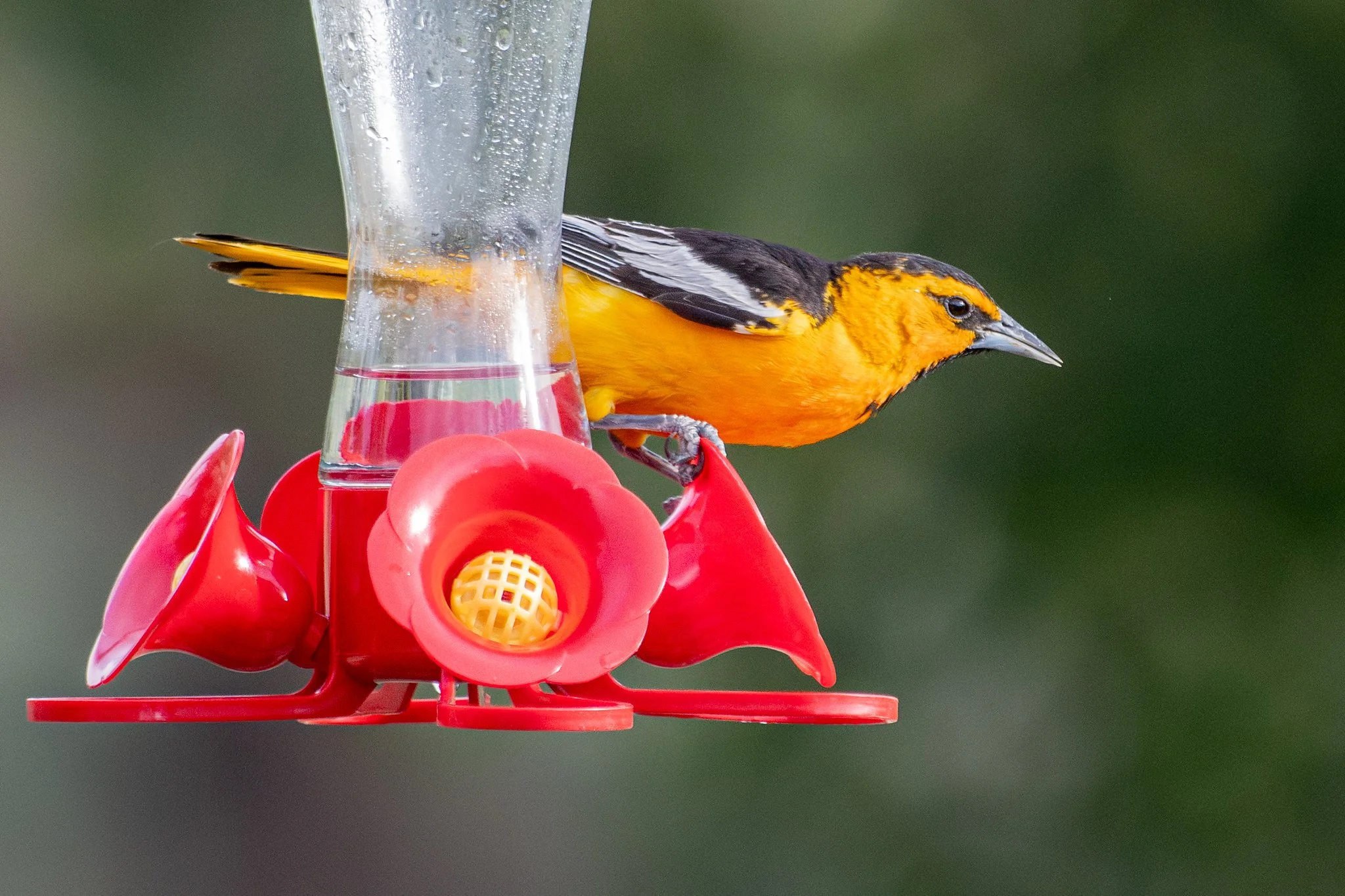 Bullock's Oriole (Icterus bullockii)