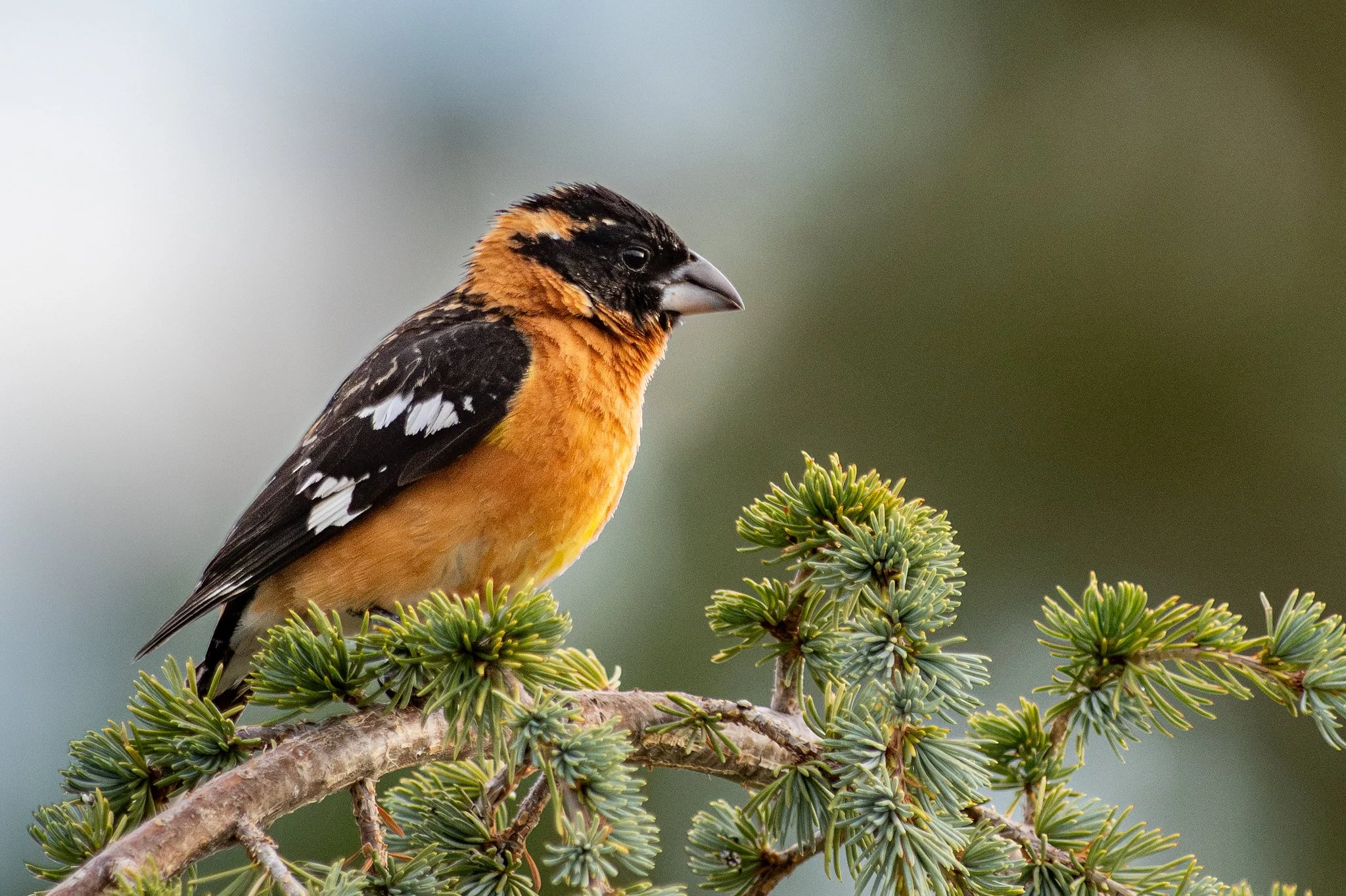 Black-headed Grosbeak (Pheucticus melanocephalus)