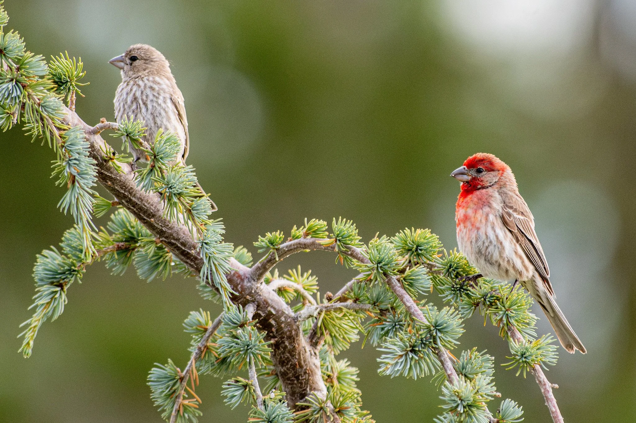 House Finch (Haemorhous mexicanus)