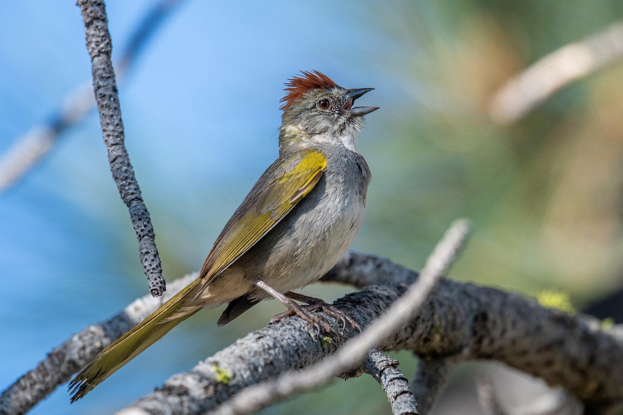 Green-tailed Towhee (Pipilo chlorurus)