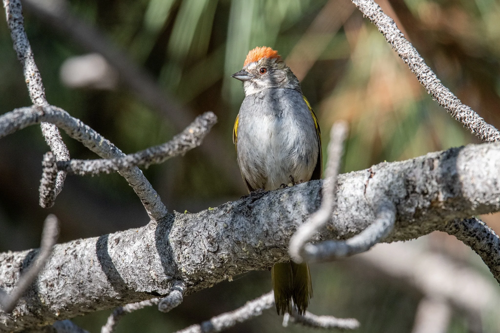 Green-tailed Towhee (Pipilo chlorurus)