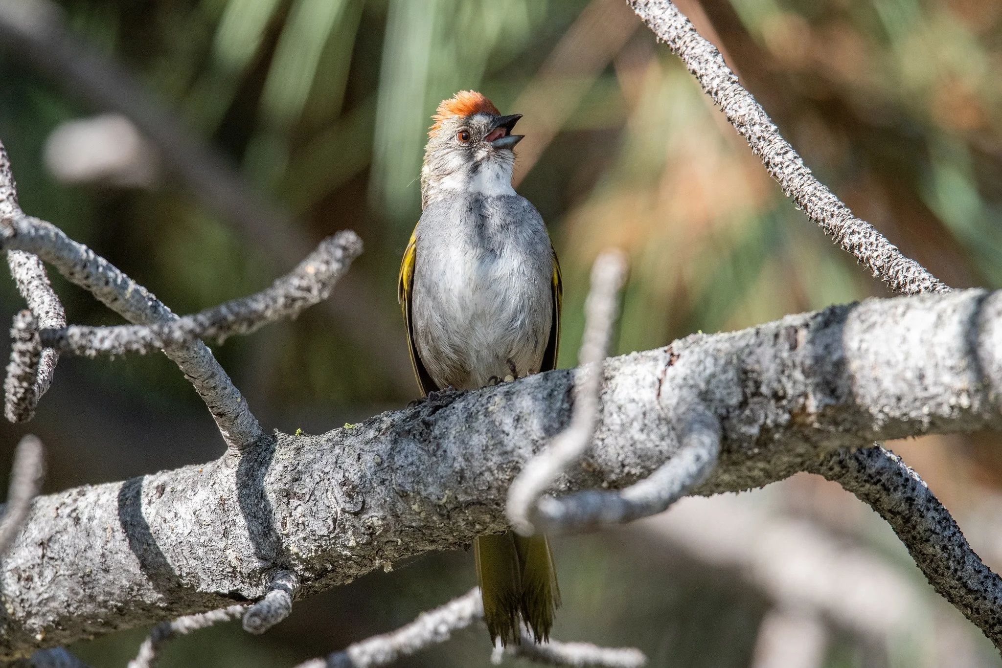 Green-tailed Towhee (Pipilo chlorurus)