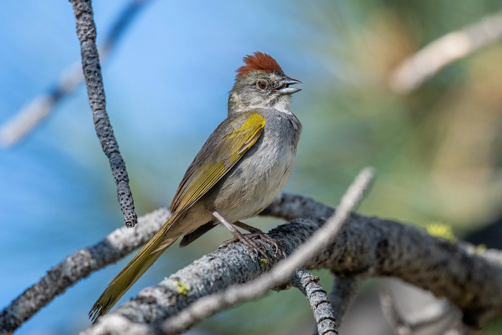 Green-tailed Towhee (Pipilo chlorurus)