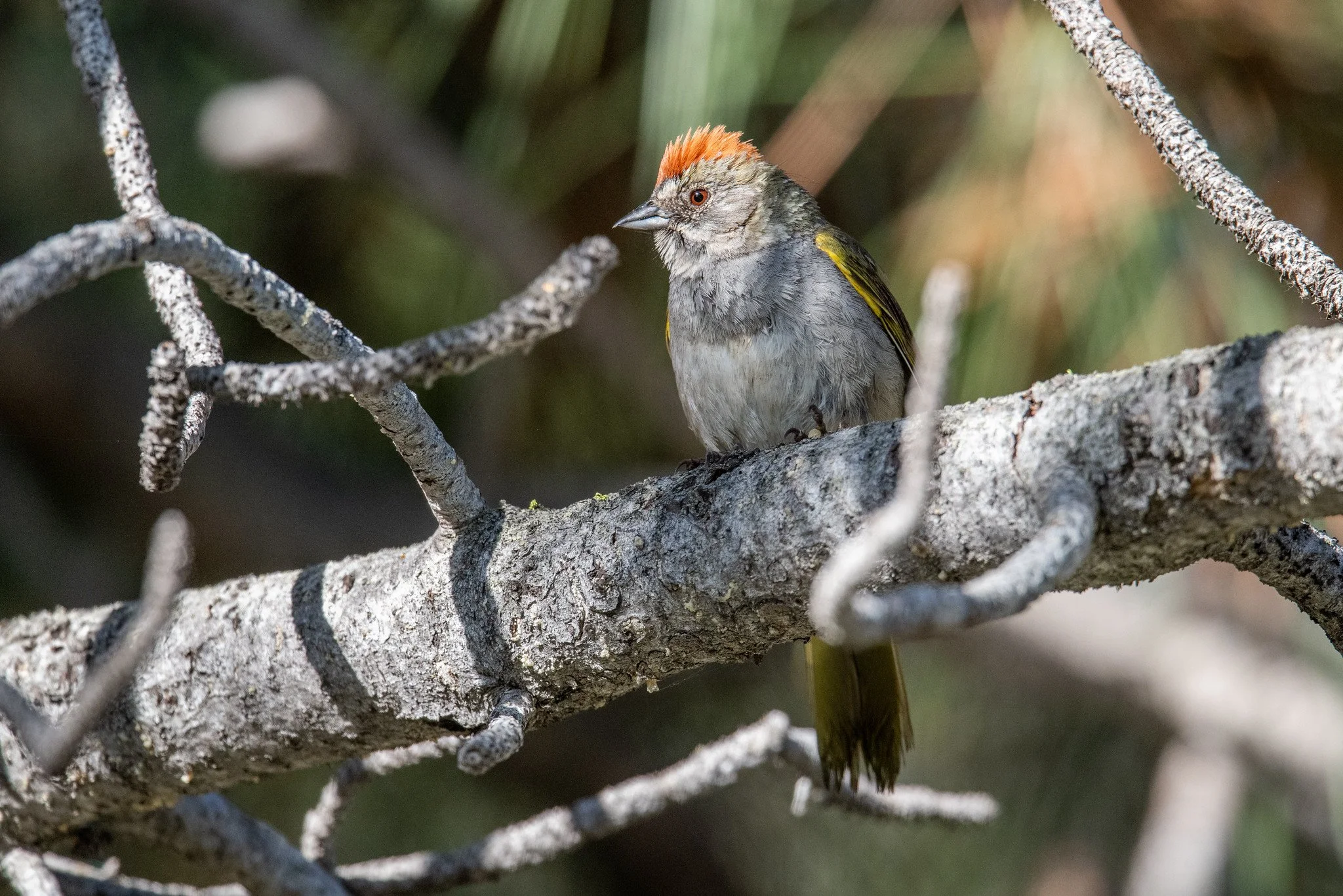Green-tailed Towhee (Pipilo chlorurus)
