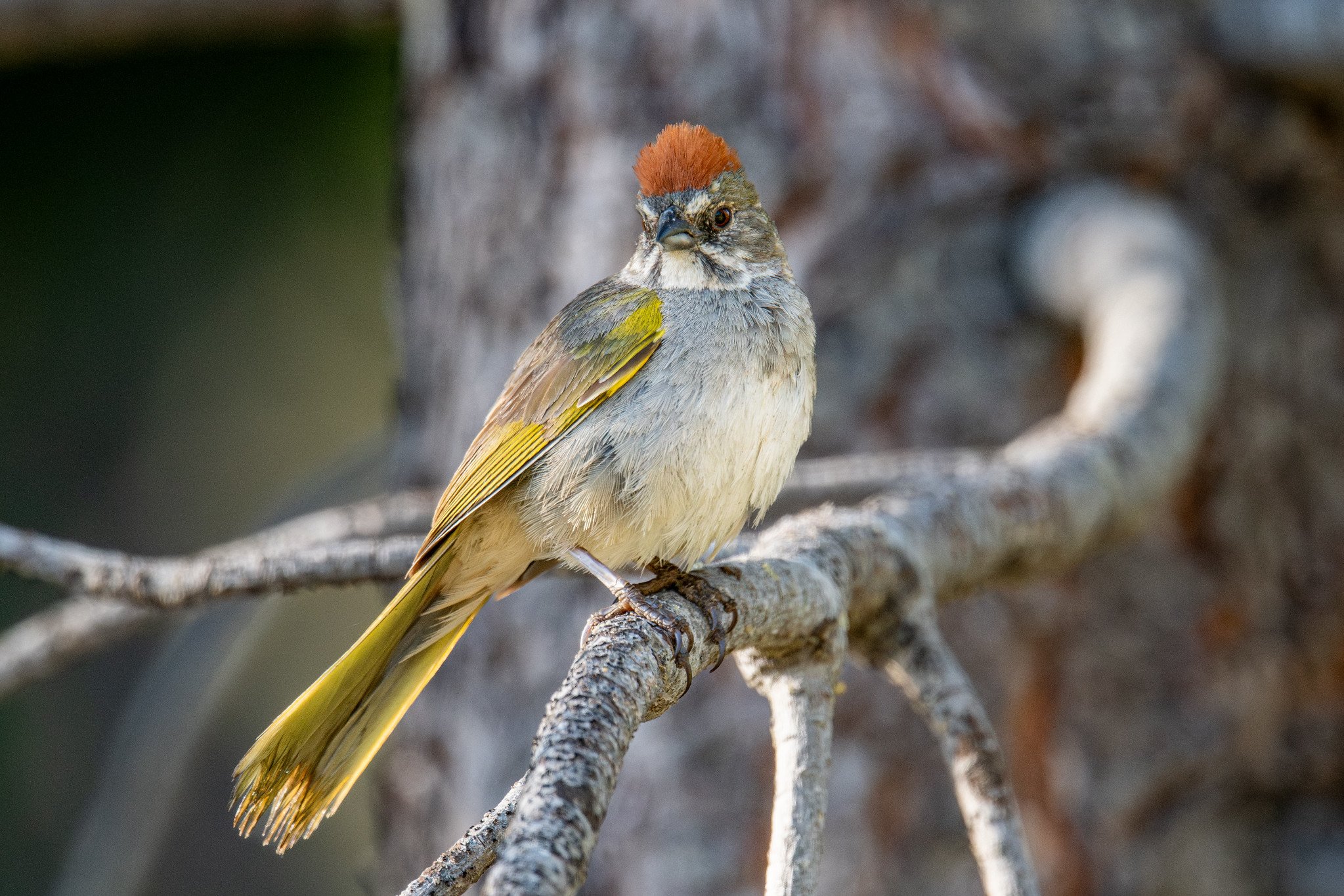 Green-tailed Towhee (Pipilo chlorurus)