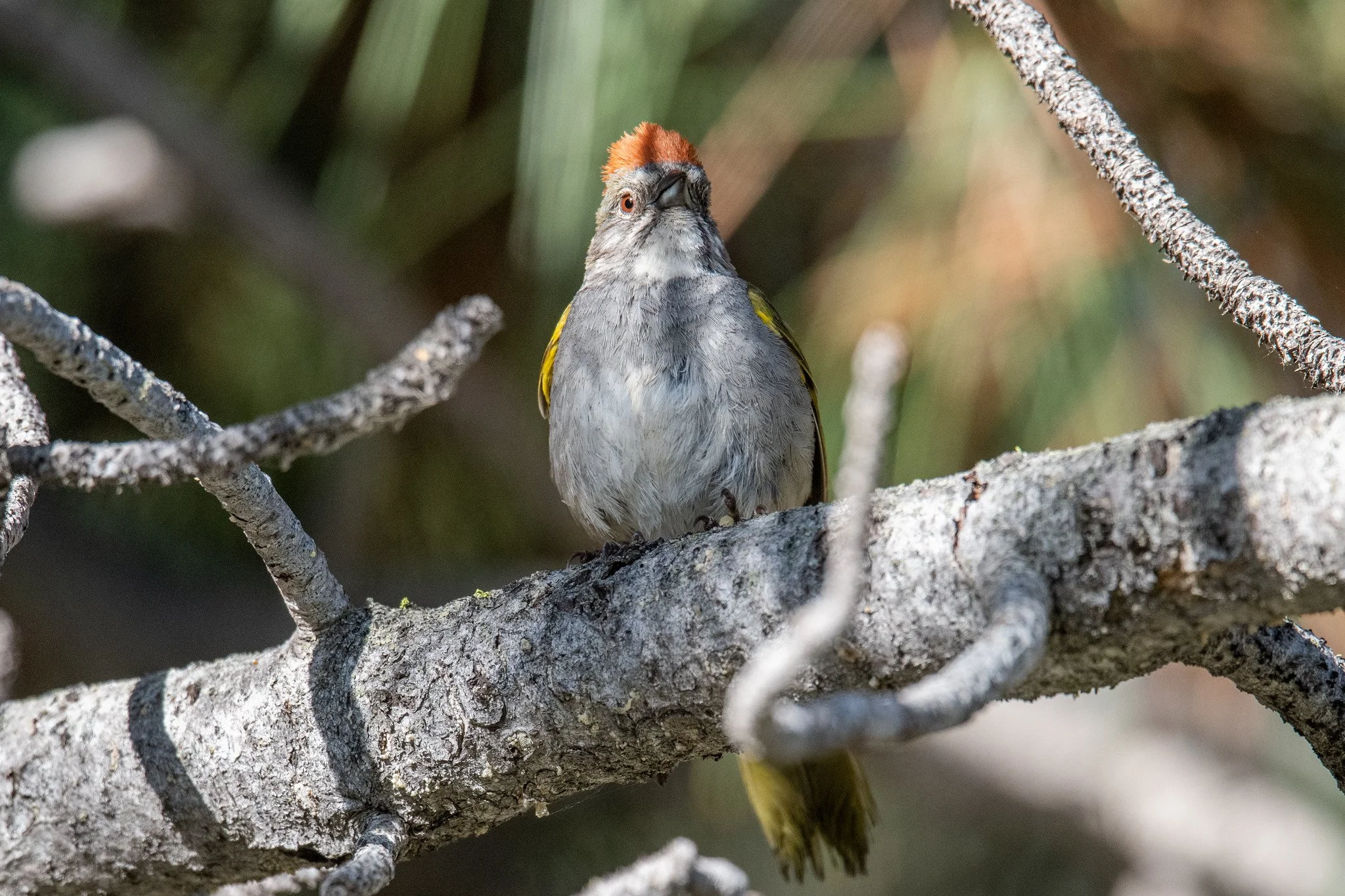 Green-tailed Towhee (Pipilo chlorurus)