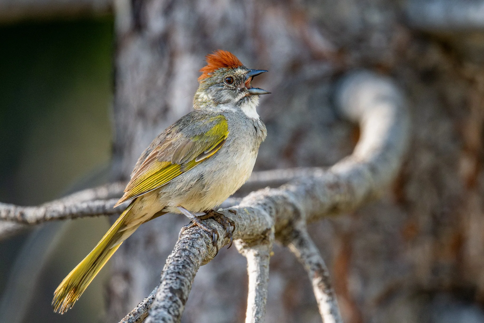 Green-tailed Towhee (Pipilo chlorurus)
