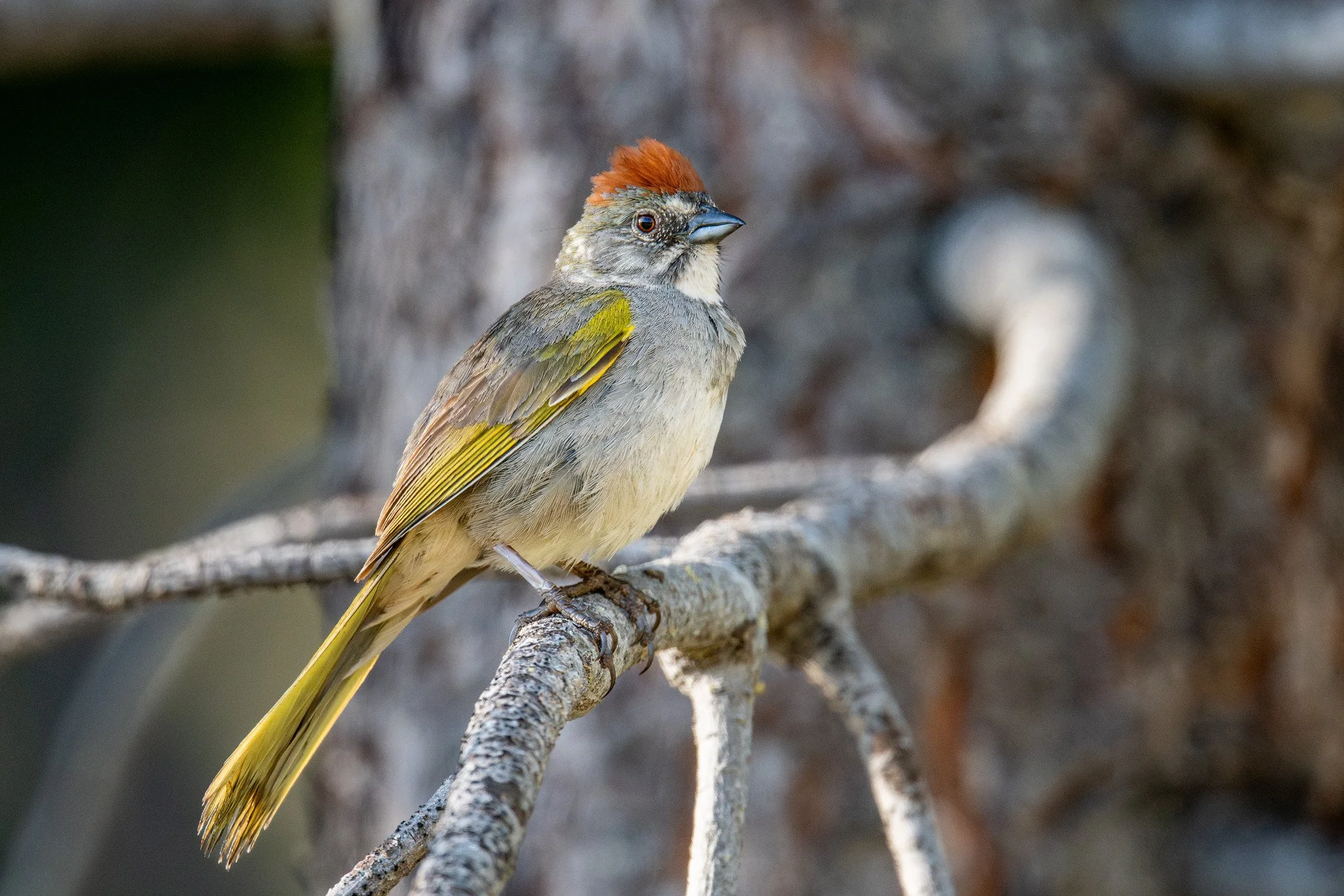 Green-tailed Towhee (Pipilo chlorurus)