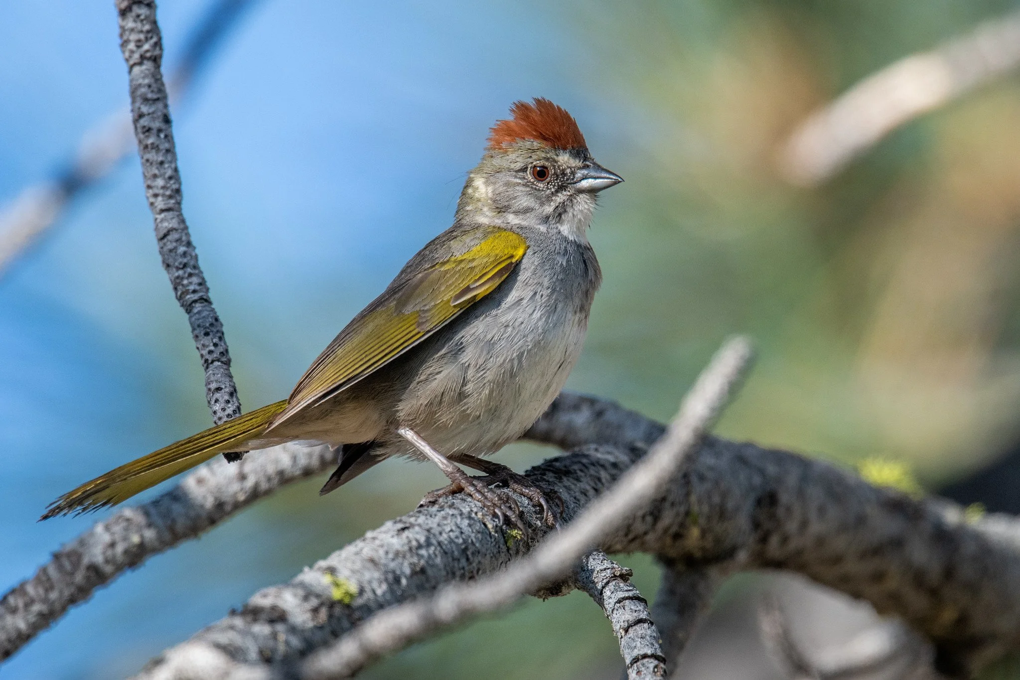 Green-tailed Towhee (Pipilo chlorurus)