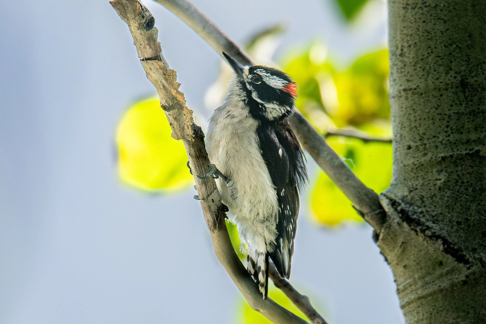 Downy Woodpecker (Dryobates pubescens)