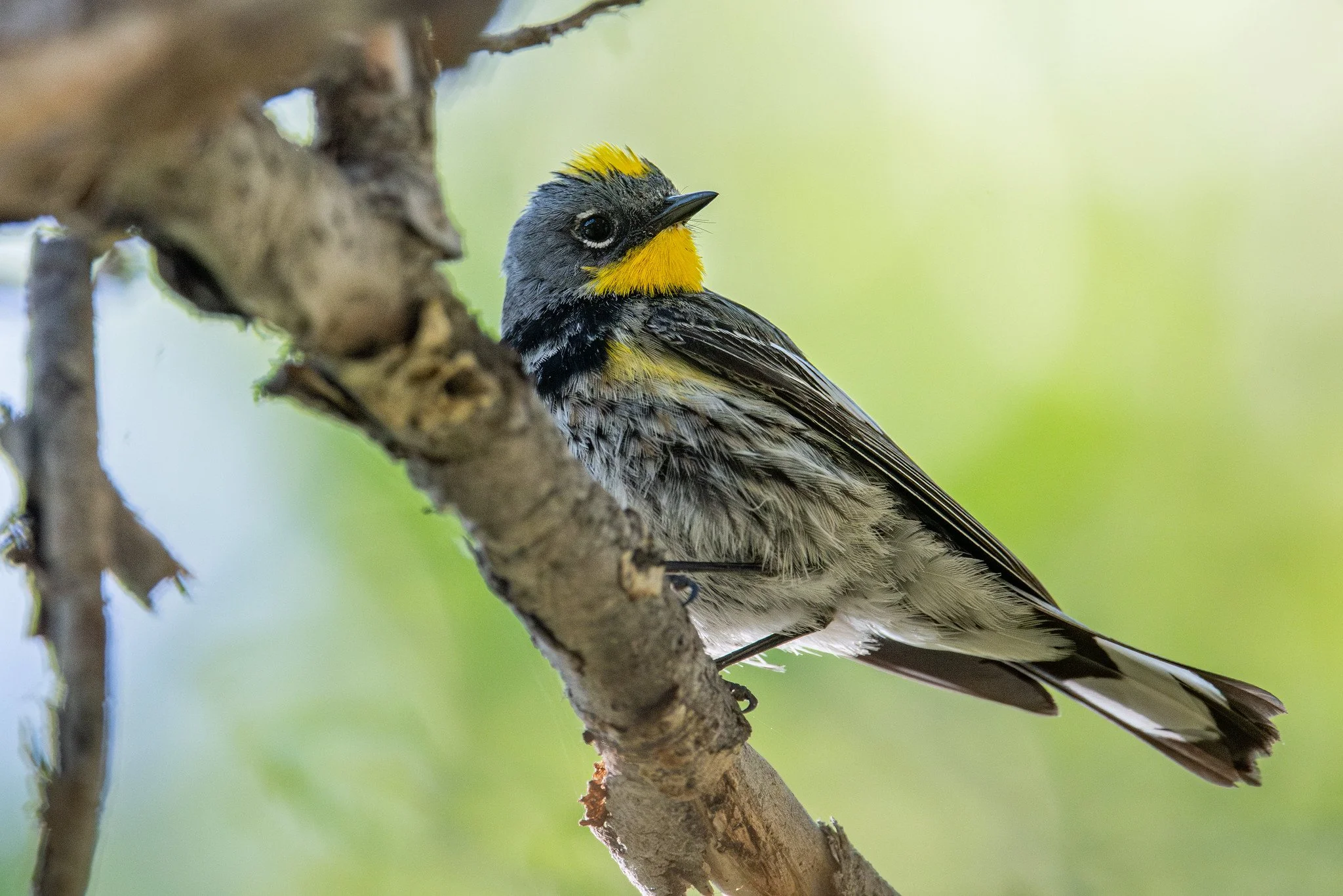 Yellow-rumped Warbler (Audubon's) (Setophaga coronata auduboni)