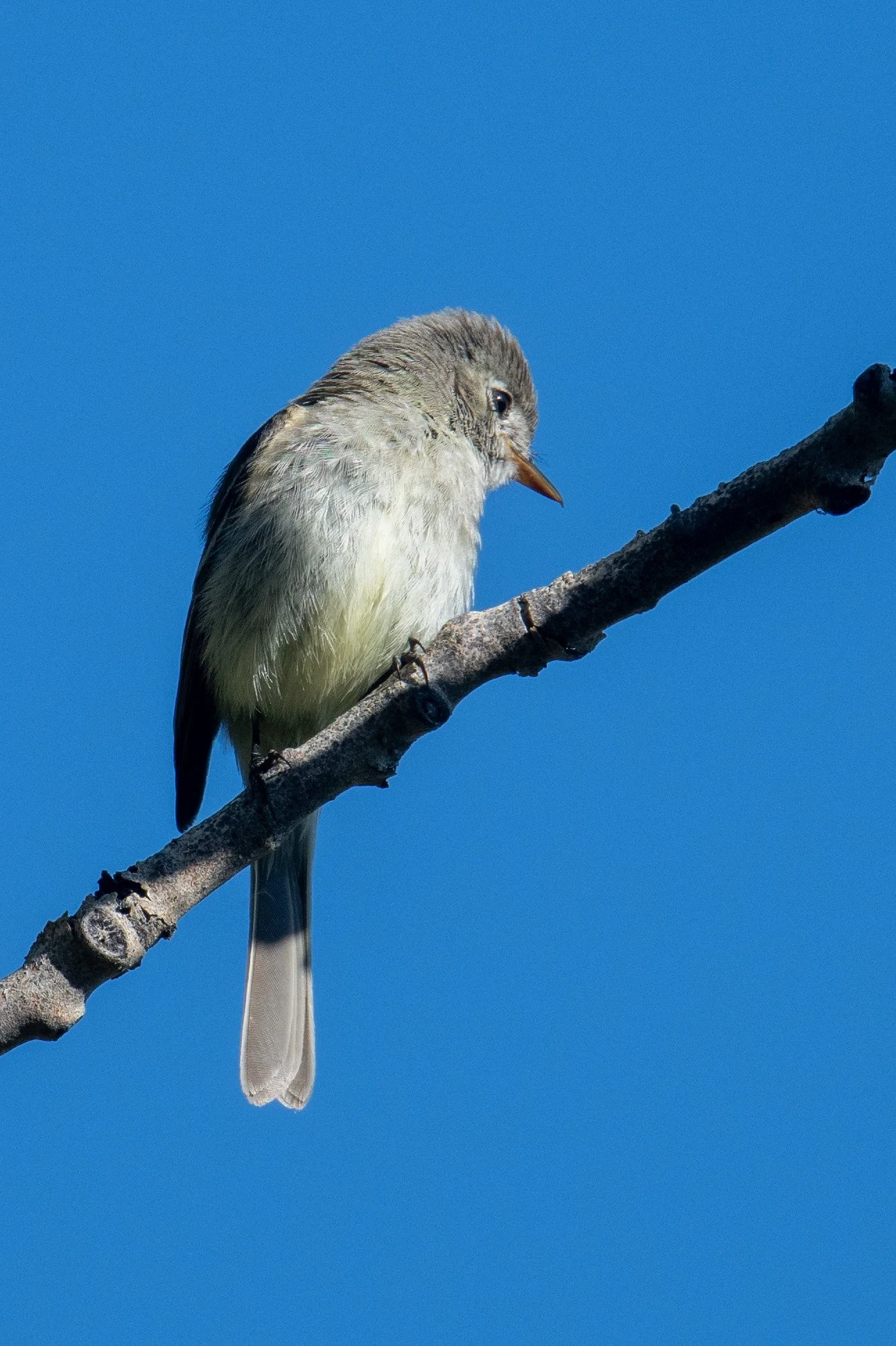 Dusky Flycatcher (Empidonax oberholseri)