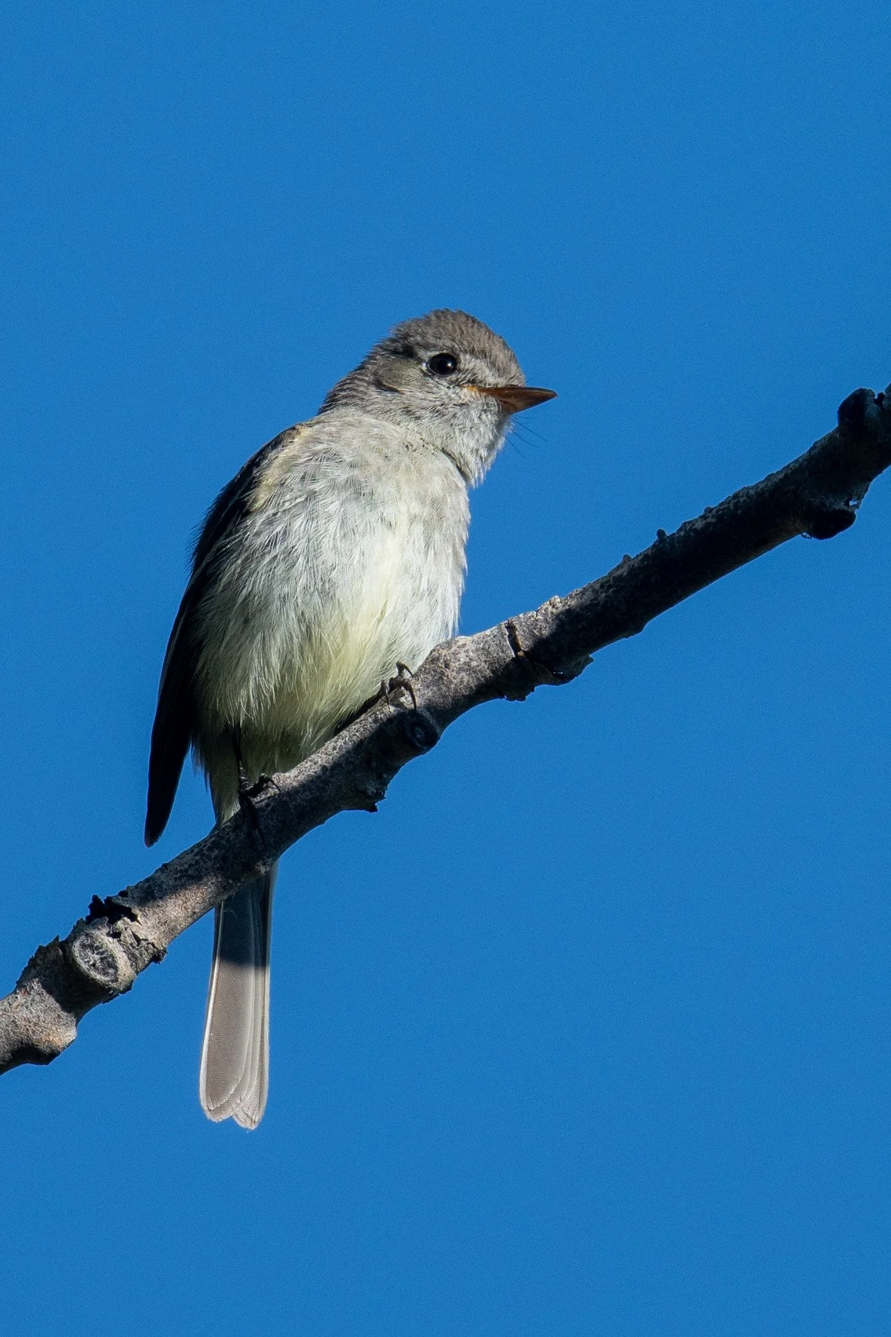 Dusky Flycatcher (Empidonax oberholseri)