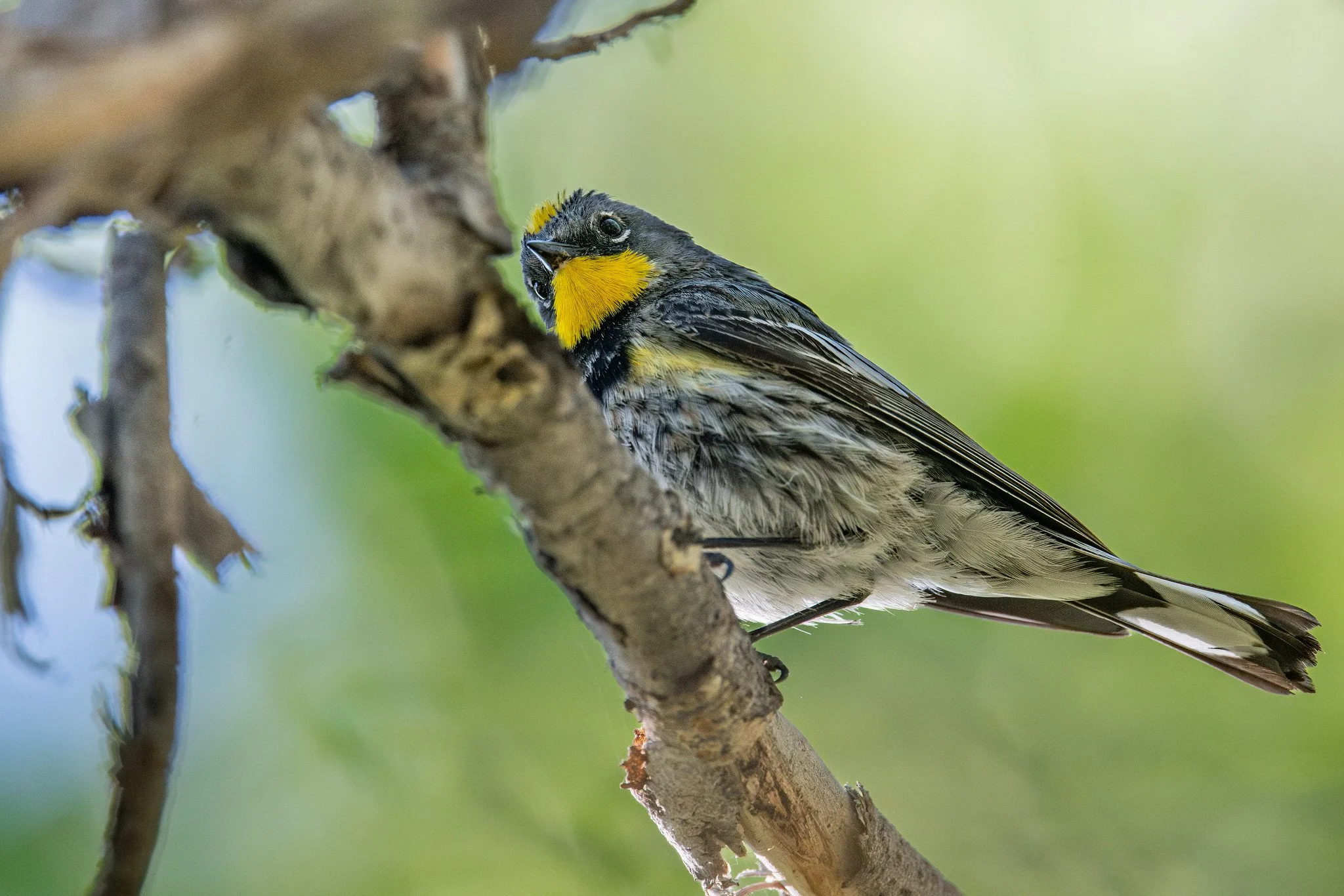 Yellow-rumped Warbler (Audubon's) (Setophaga coronata auduboni)