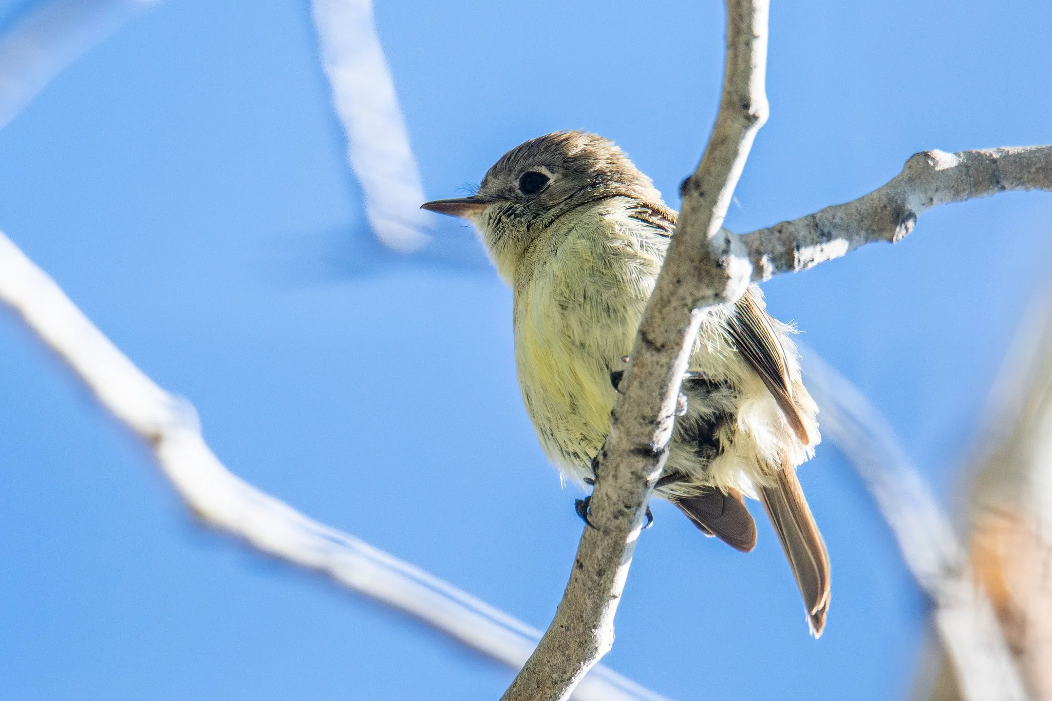 Dusky Flycatcher (Empidonax oberholseri)