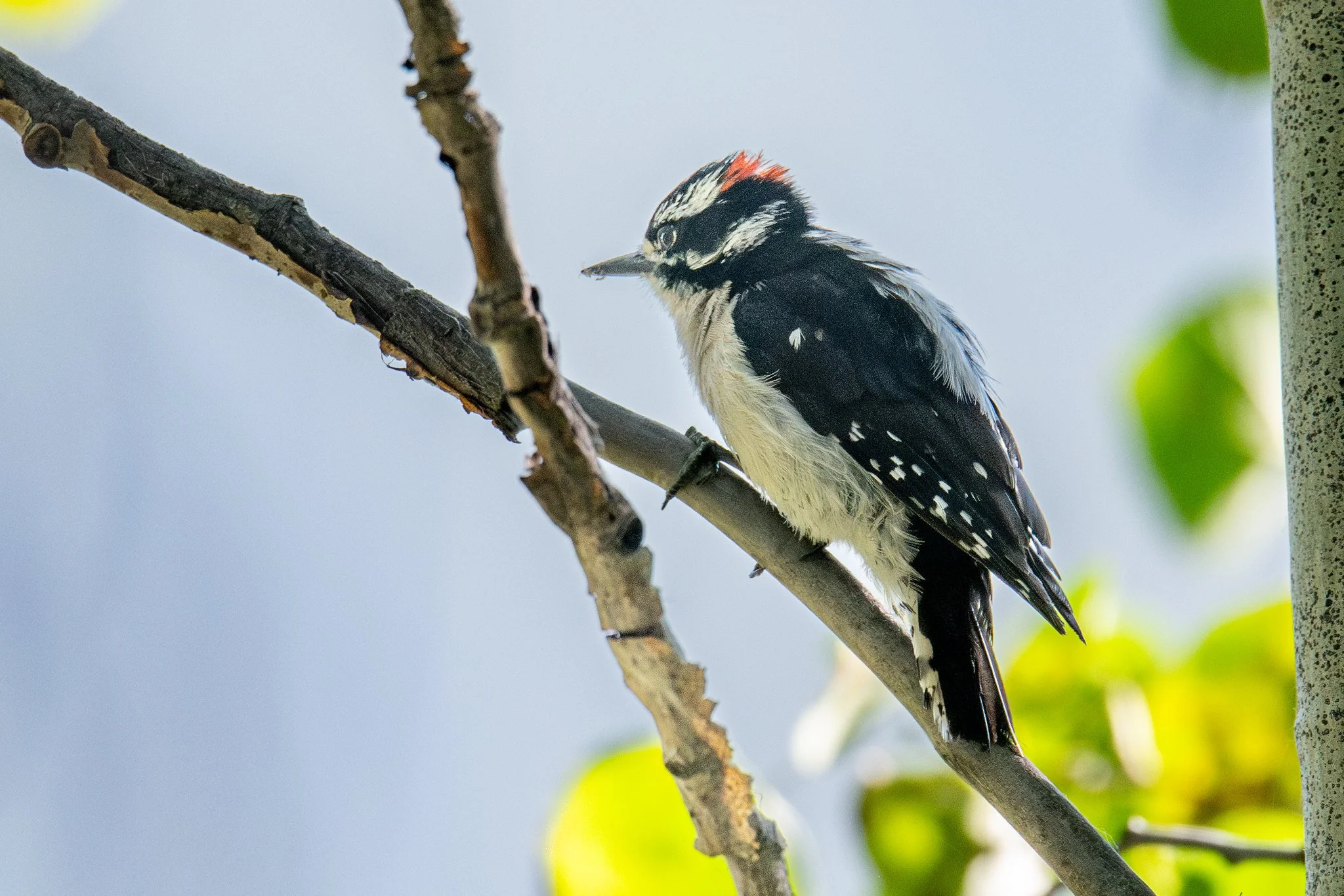 Downy Woodpecker (Dryobates pubescens)