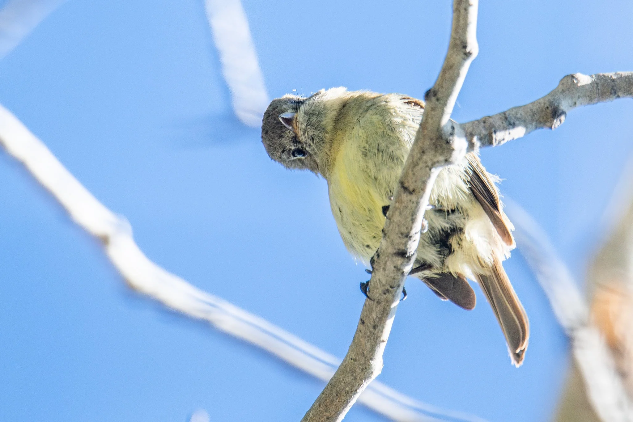 Dusky Flycatcher (Empidonax oberholseri)