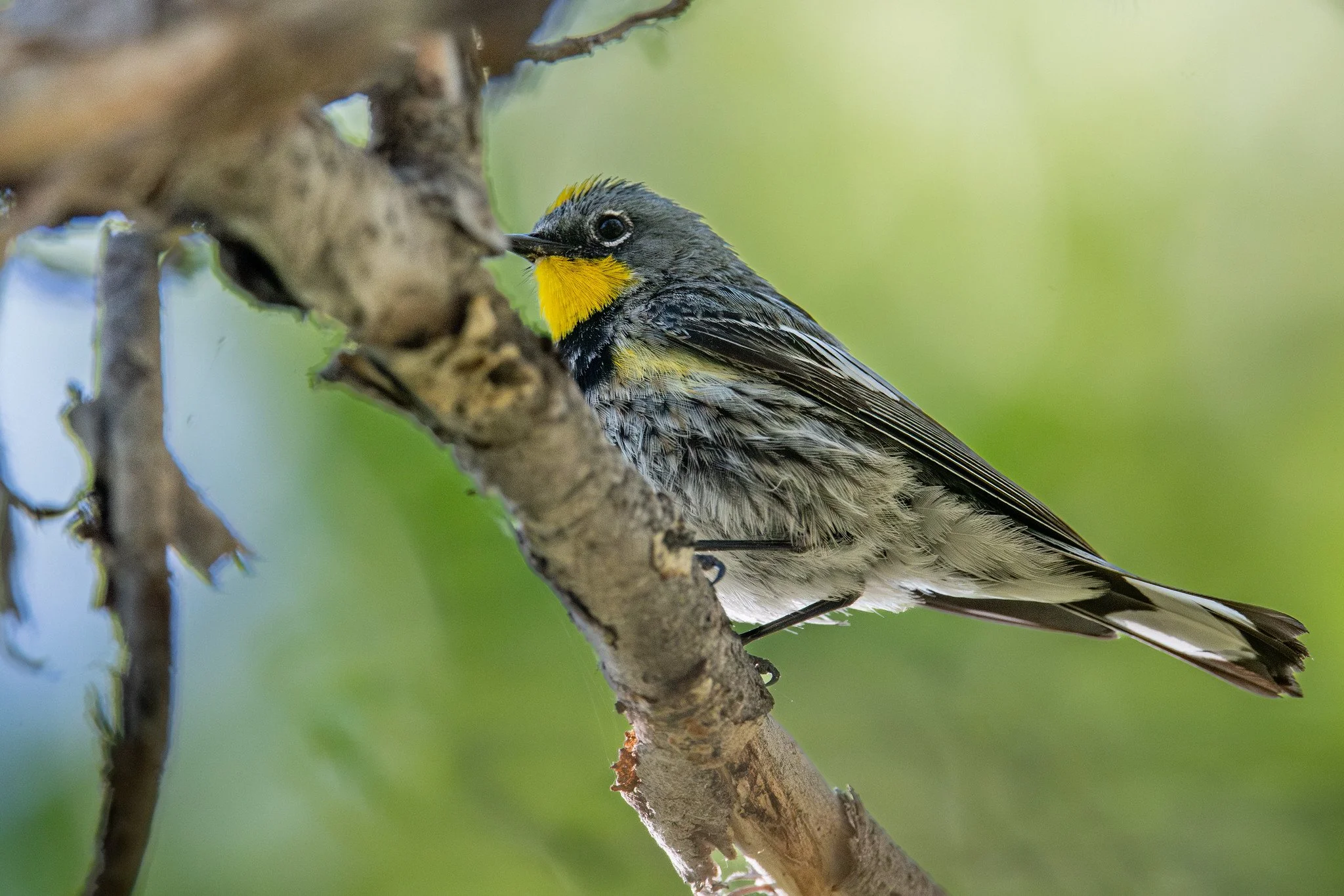 Yellow-rumped Warbler (Audubon's) (Setophaga coronata auduboni)