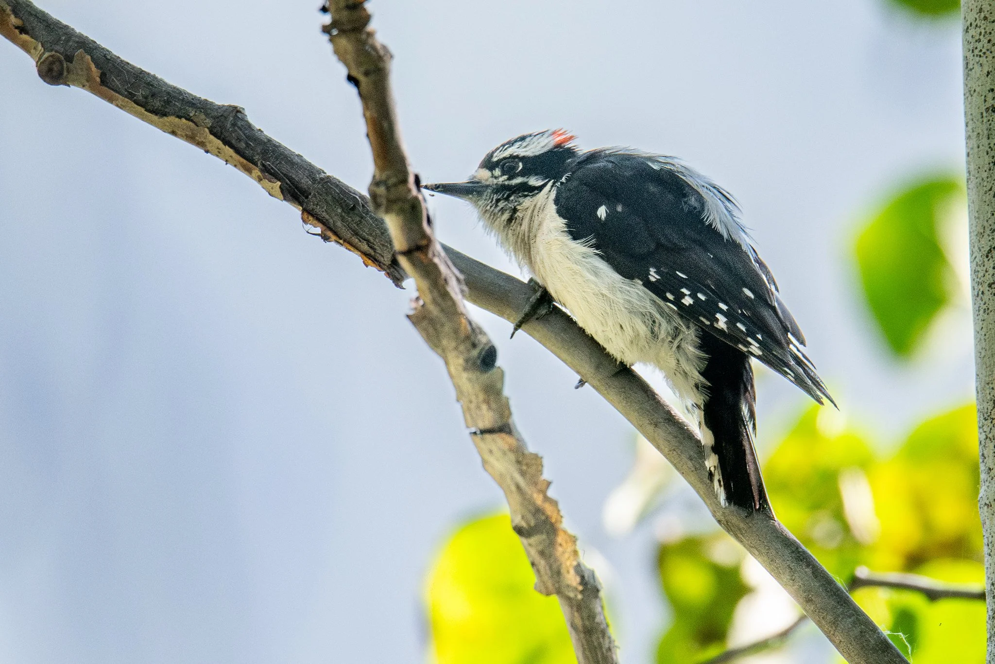 Downy Woodpecker (Dryobates pubescens)
