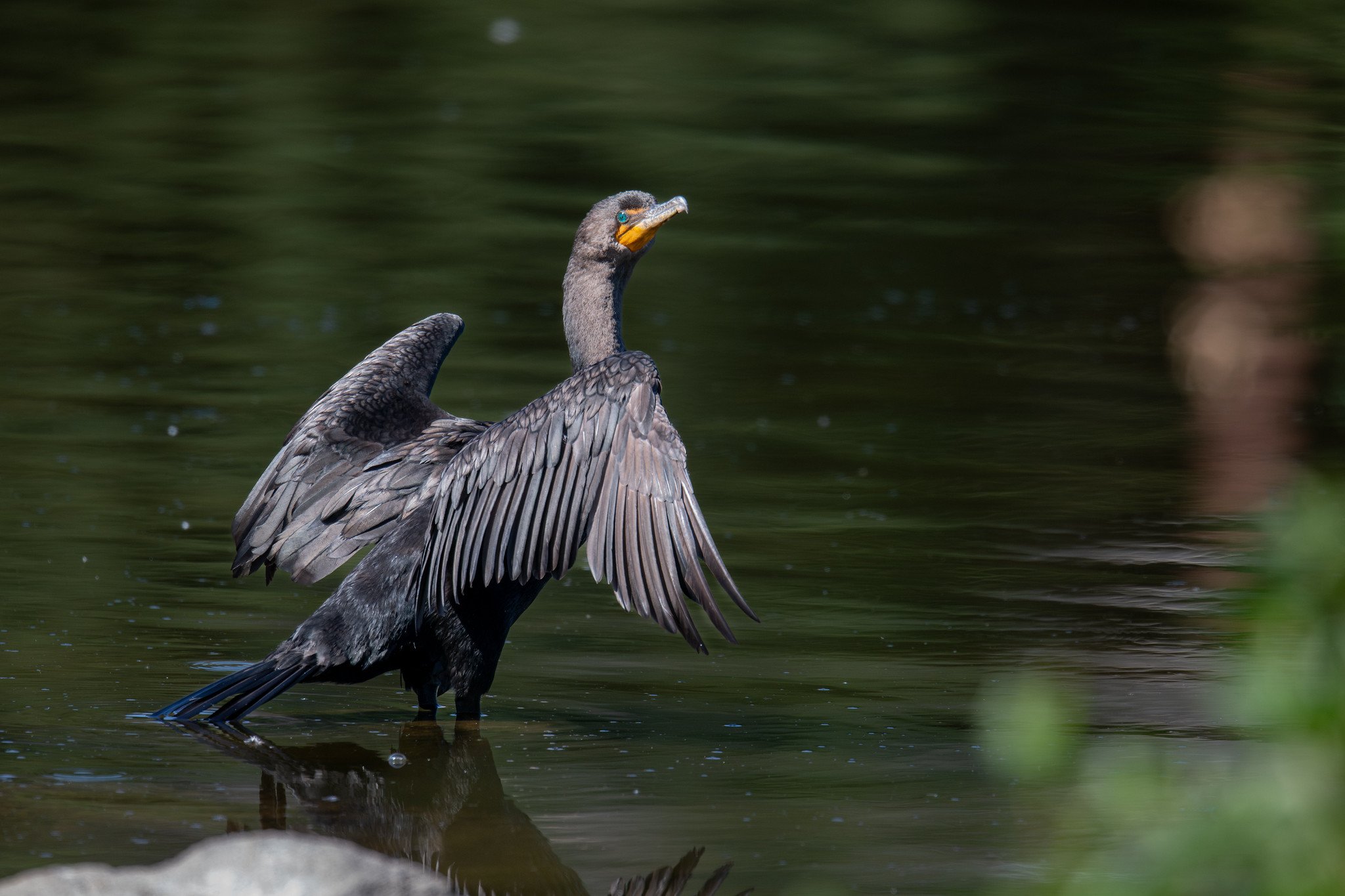 Double-crested Cormorant (Nannopterum auritum)