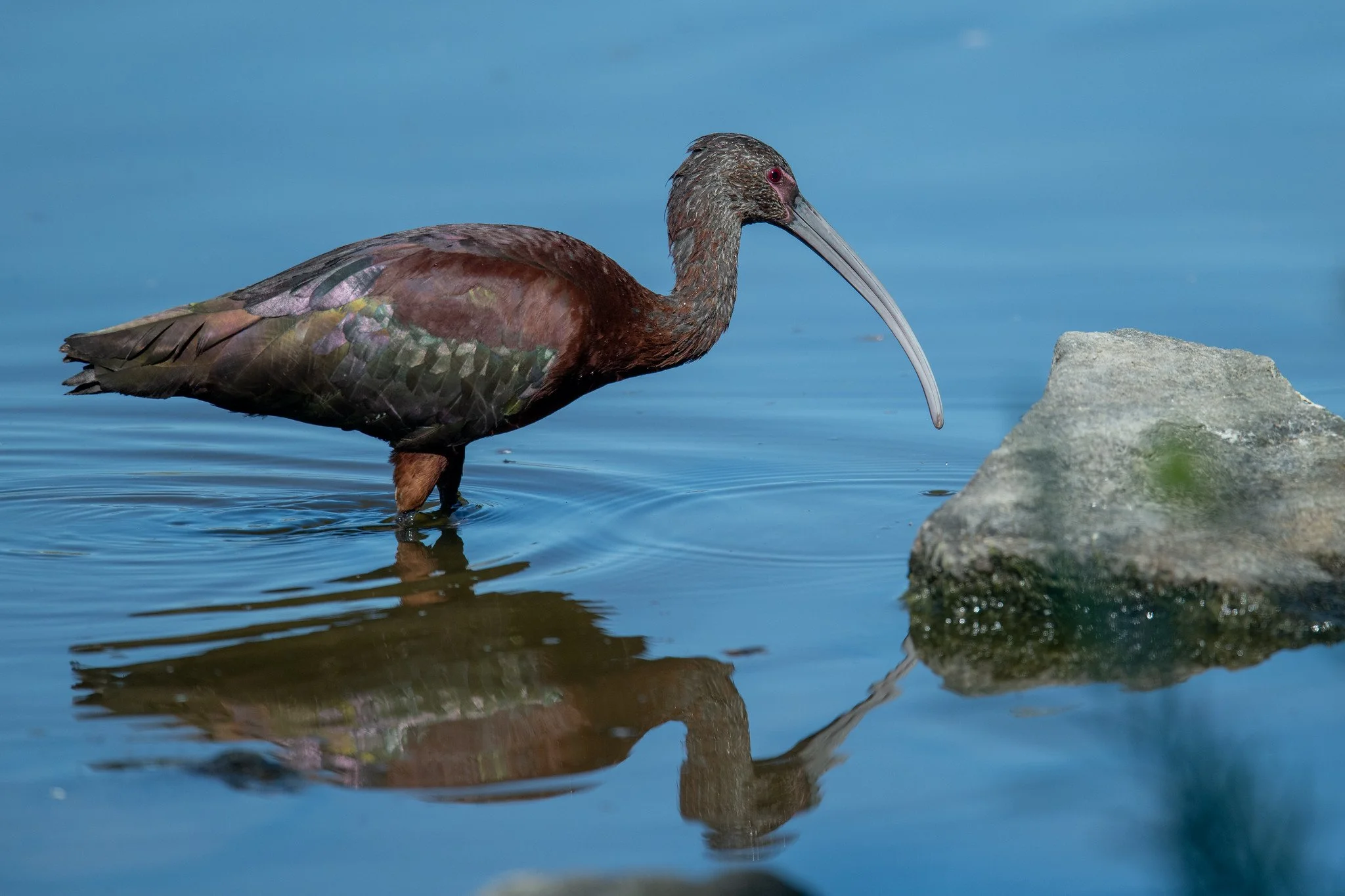 White-faced Ibis (Plegadis chihi)